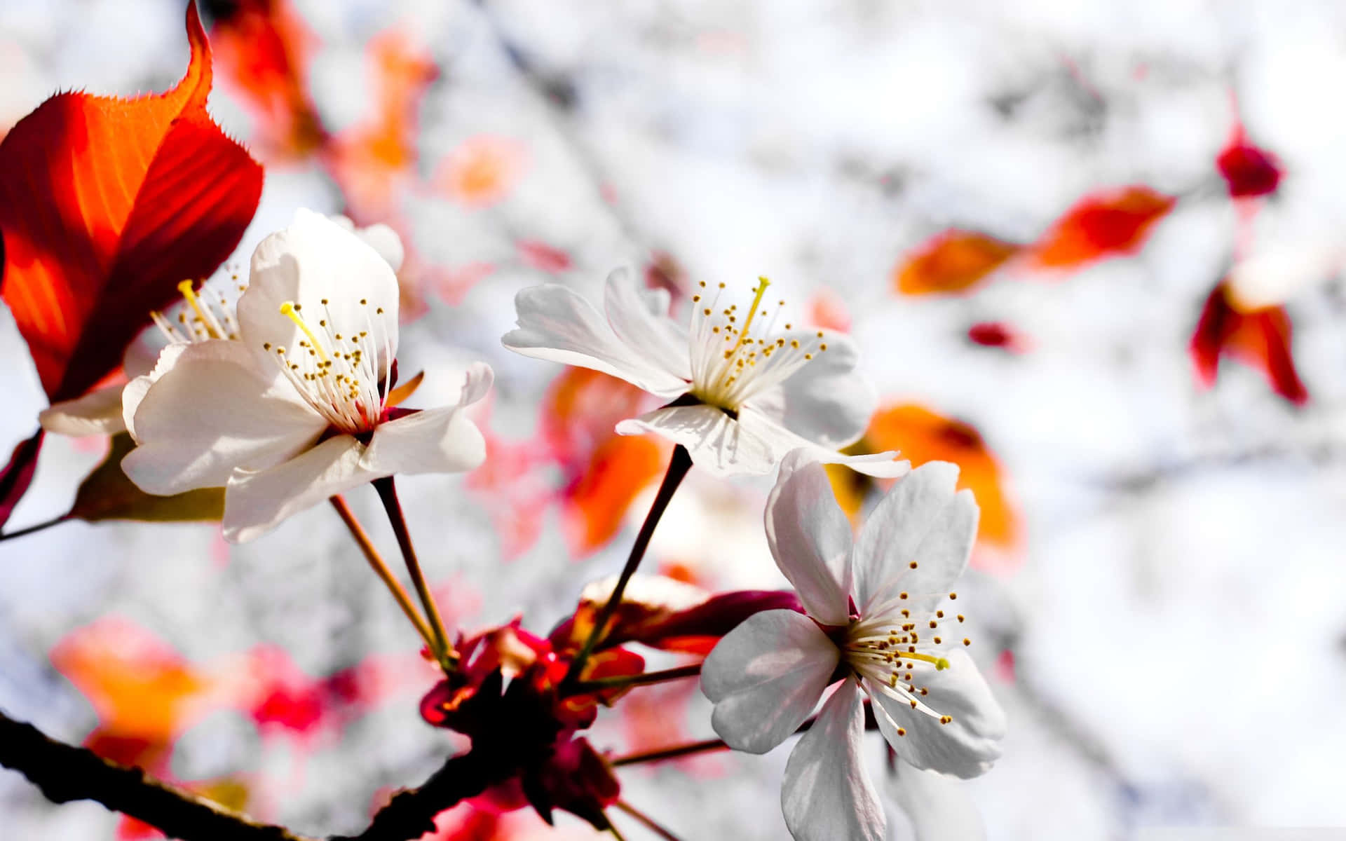 Download Stunning Winter Flowers In Bloom Wallpaper | Wallpapers.com