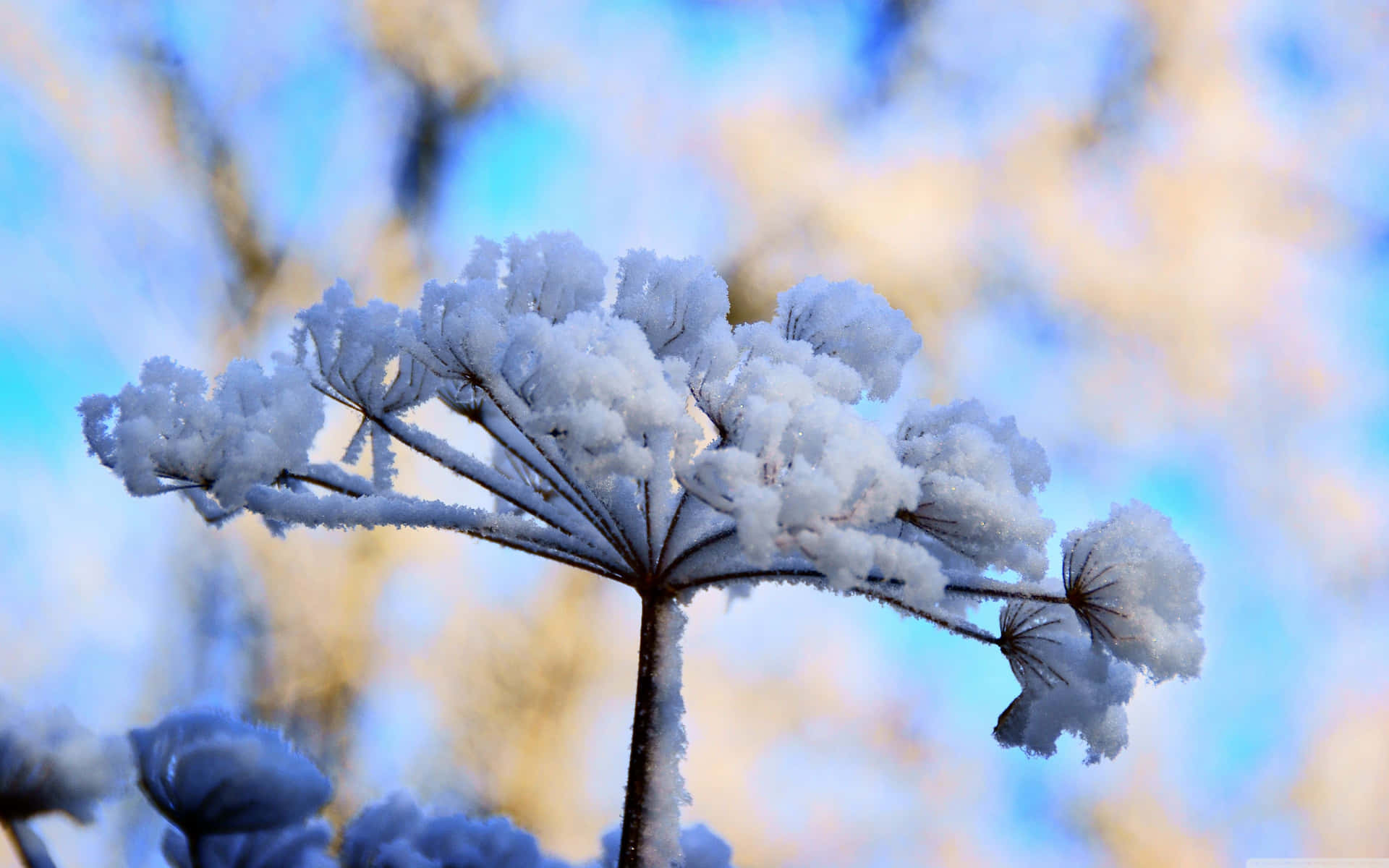 Hermosasflores De Invierno Floreciendo En La Nieve. Fondo de pantalla