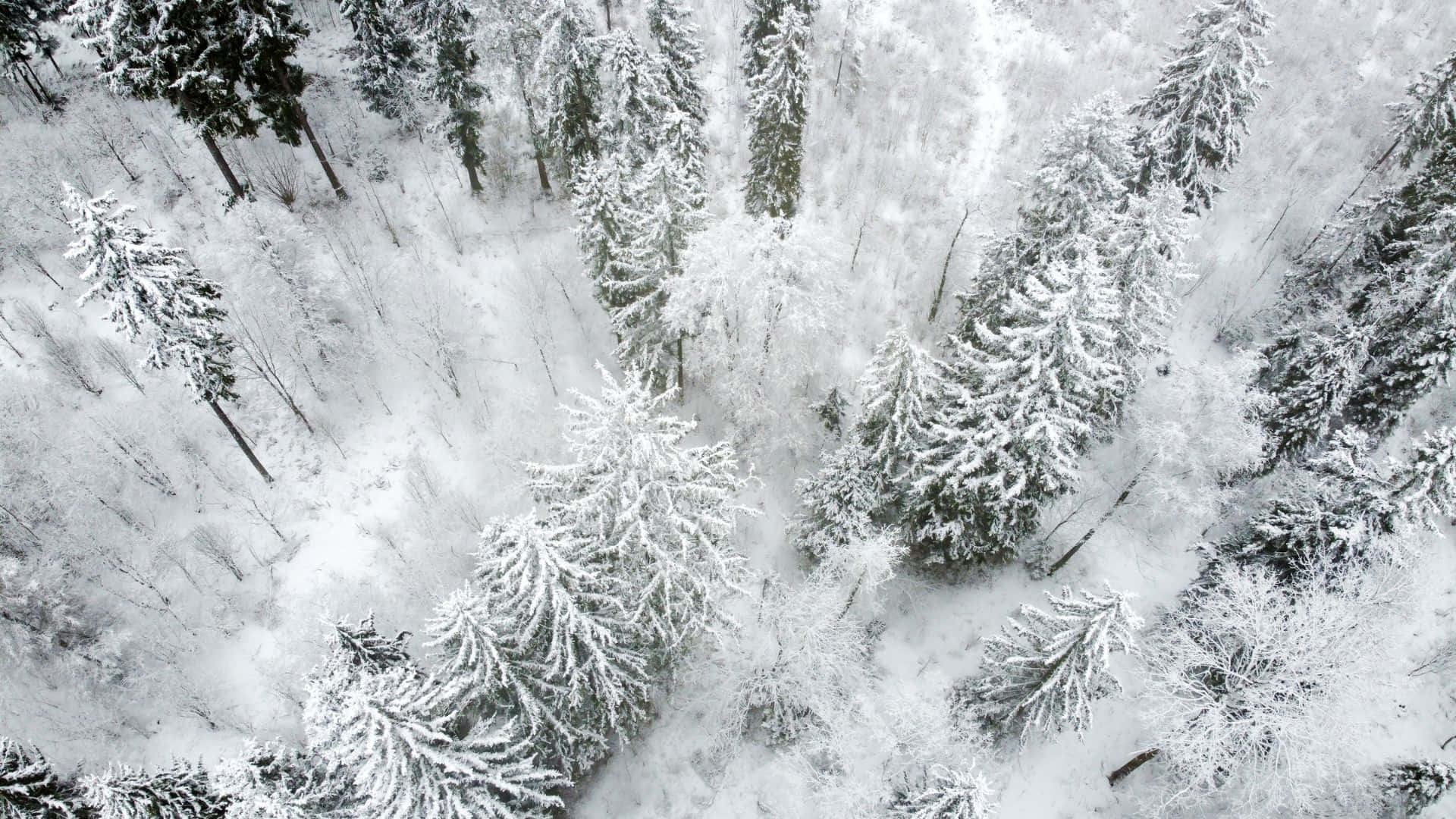 A winter wonderland in the forest Wallpaper