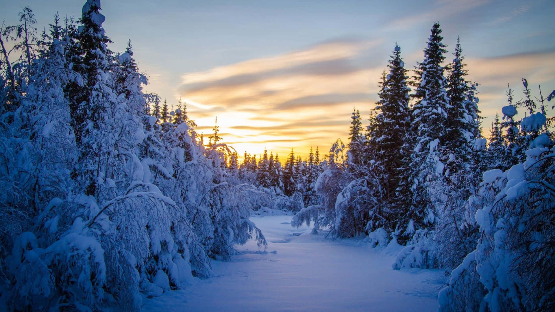 Discover the magic of winter in this picturesque forest" Wallpaper