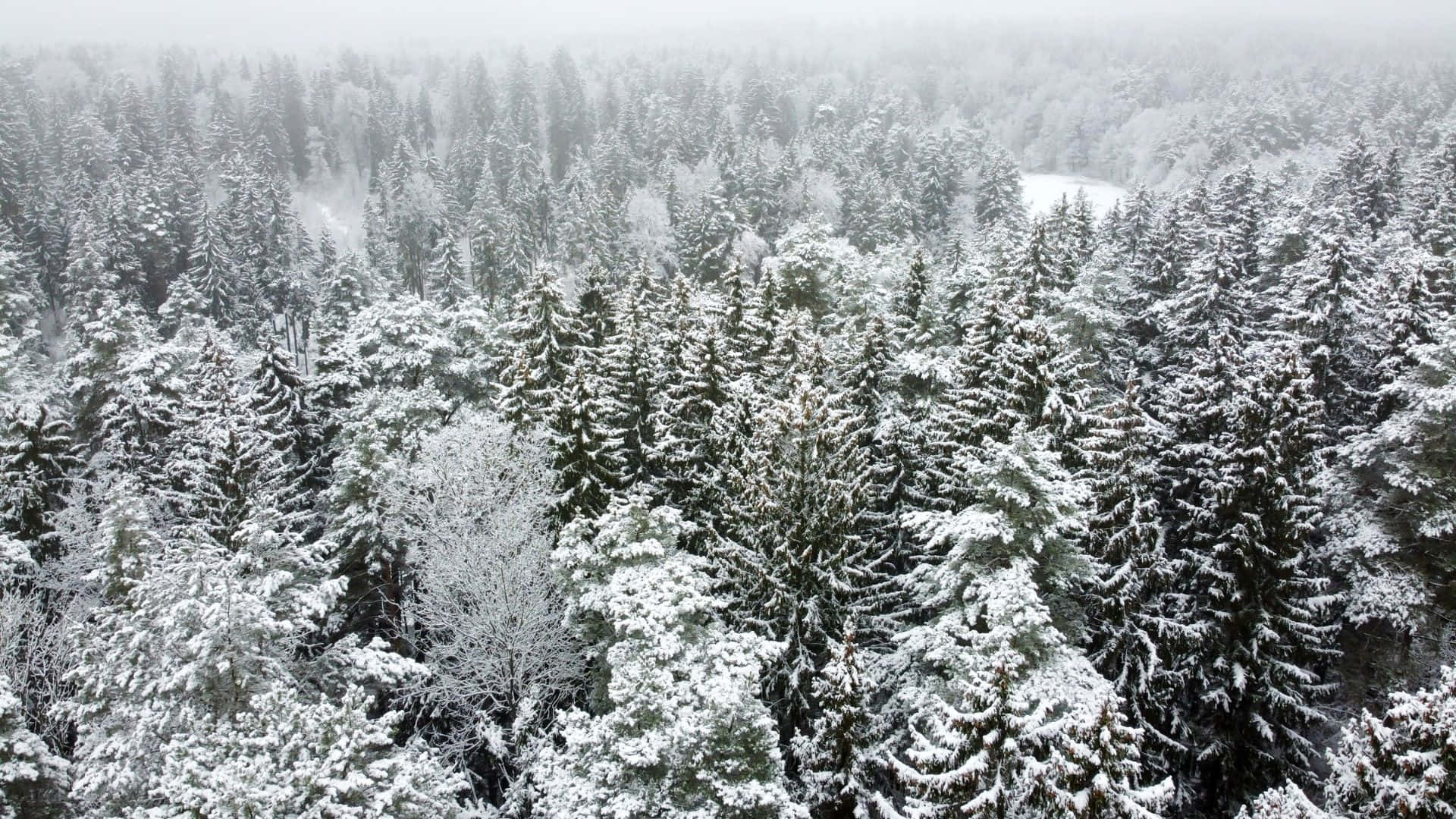 Explore the beauty of a tranquil winter forest. Wallpaper