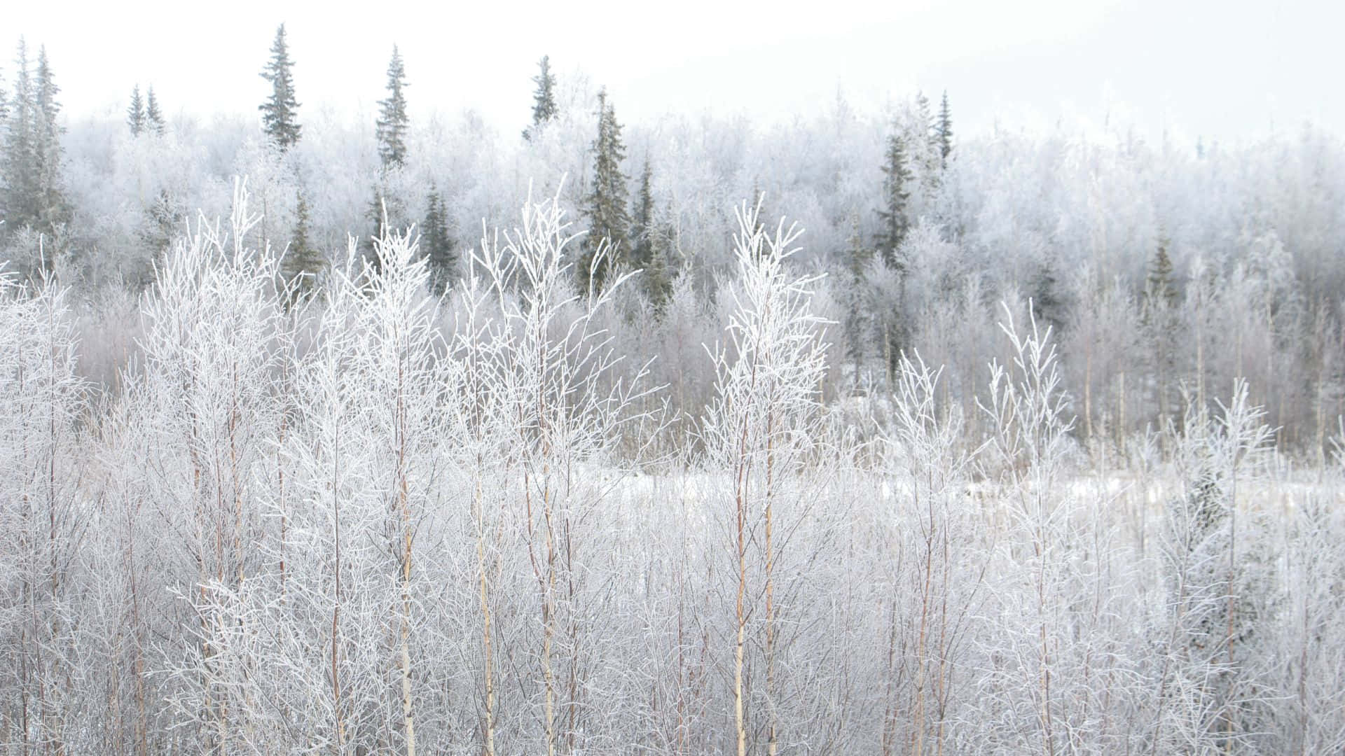 A tranquil snow-covered forest during winter Wallpaper