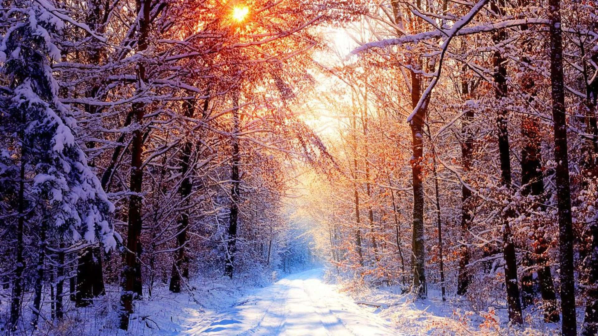 Laenigmática Belleza De Un Bosque Invernal. Fondo de pantalla