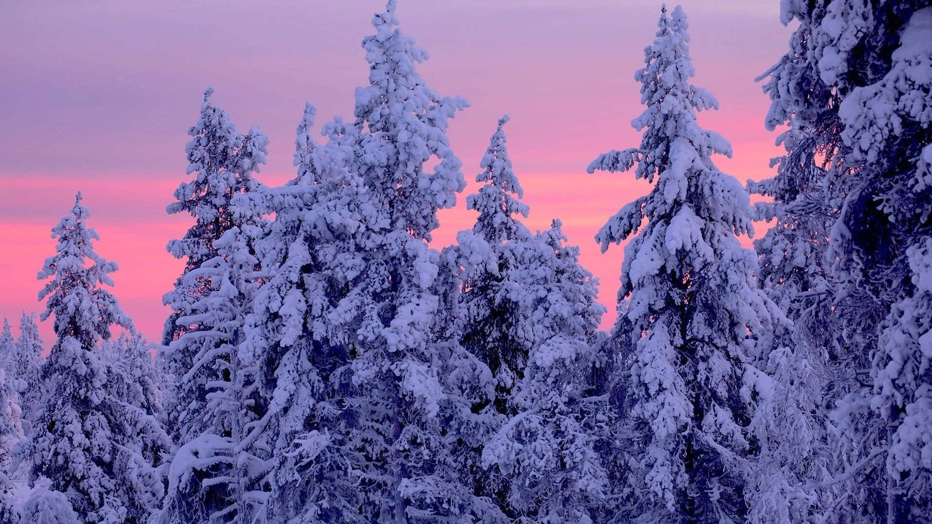 Embrace the beauty of a Winter Forest Wallpaper