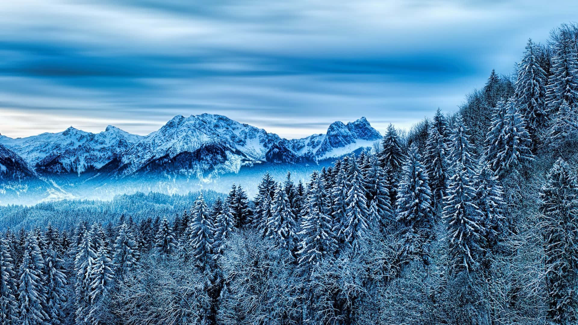 Witness the beauty of the winter forest" Wallpaper