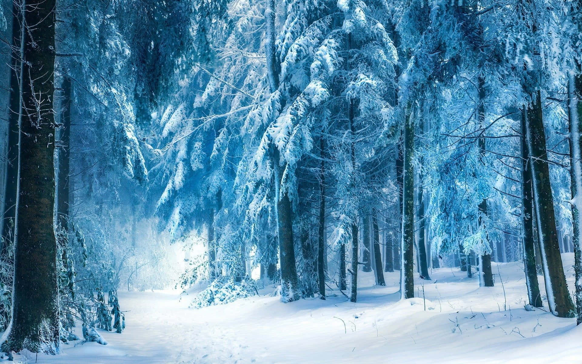 An idyllic snowy winter forest Wallpaper