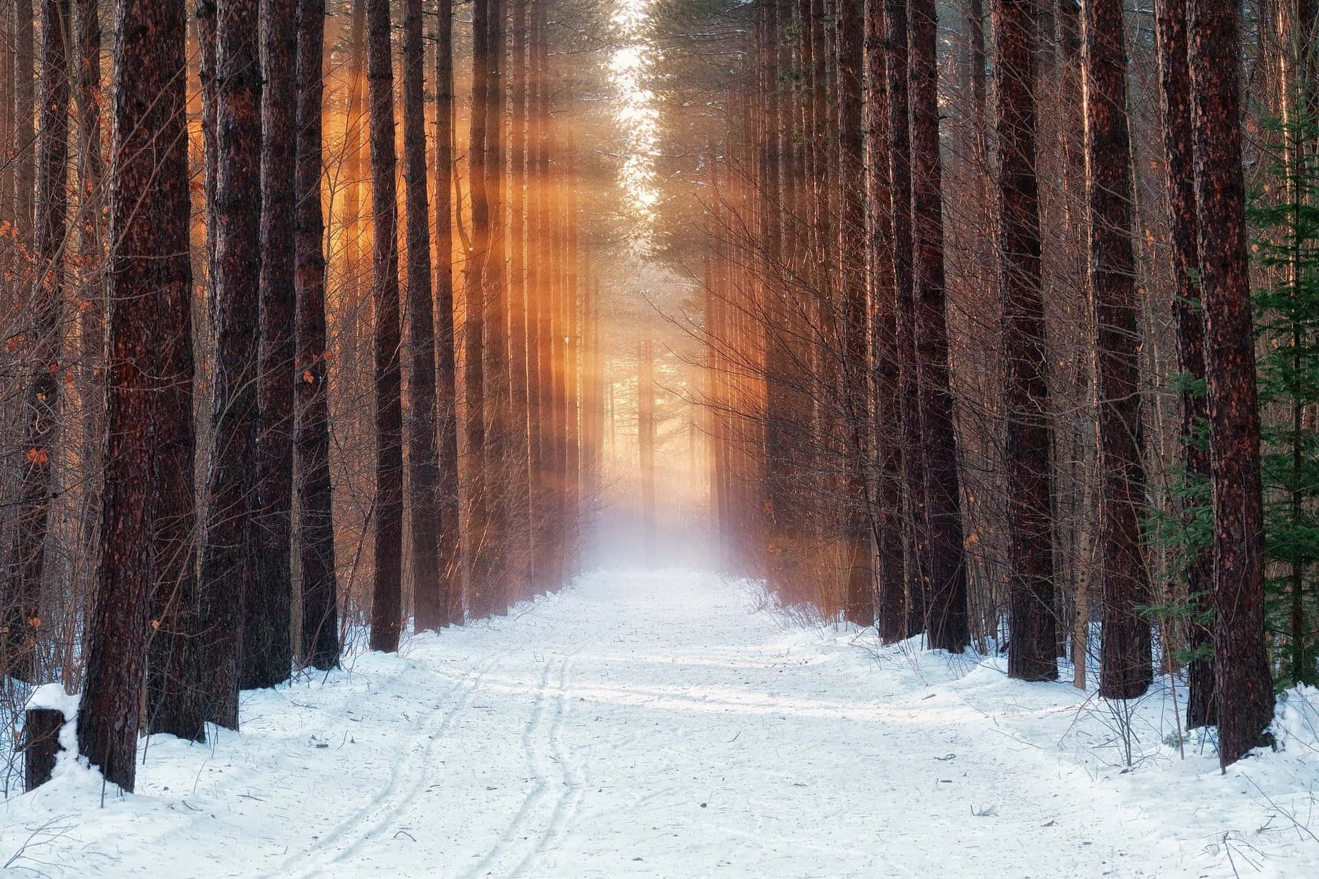 Take A Walk Through The Lush Winter Forest. Wallpaper