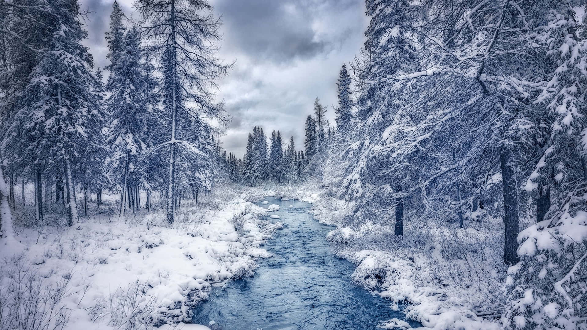 Standing in awe at the beauty of a winter forest Wallpaper