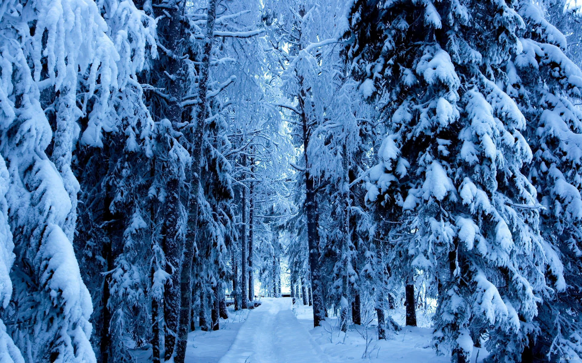 Embrace the Mystique of a Winter Forest Wallpaper
