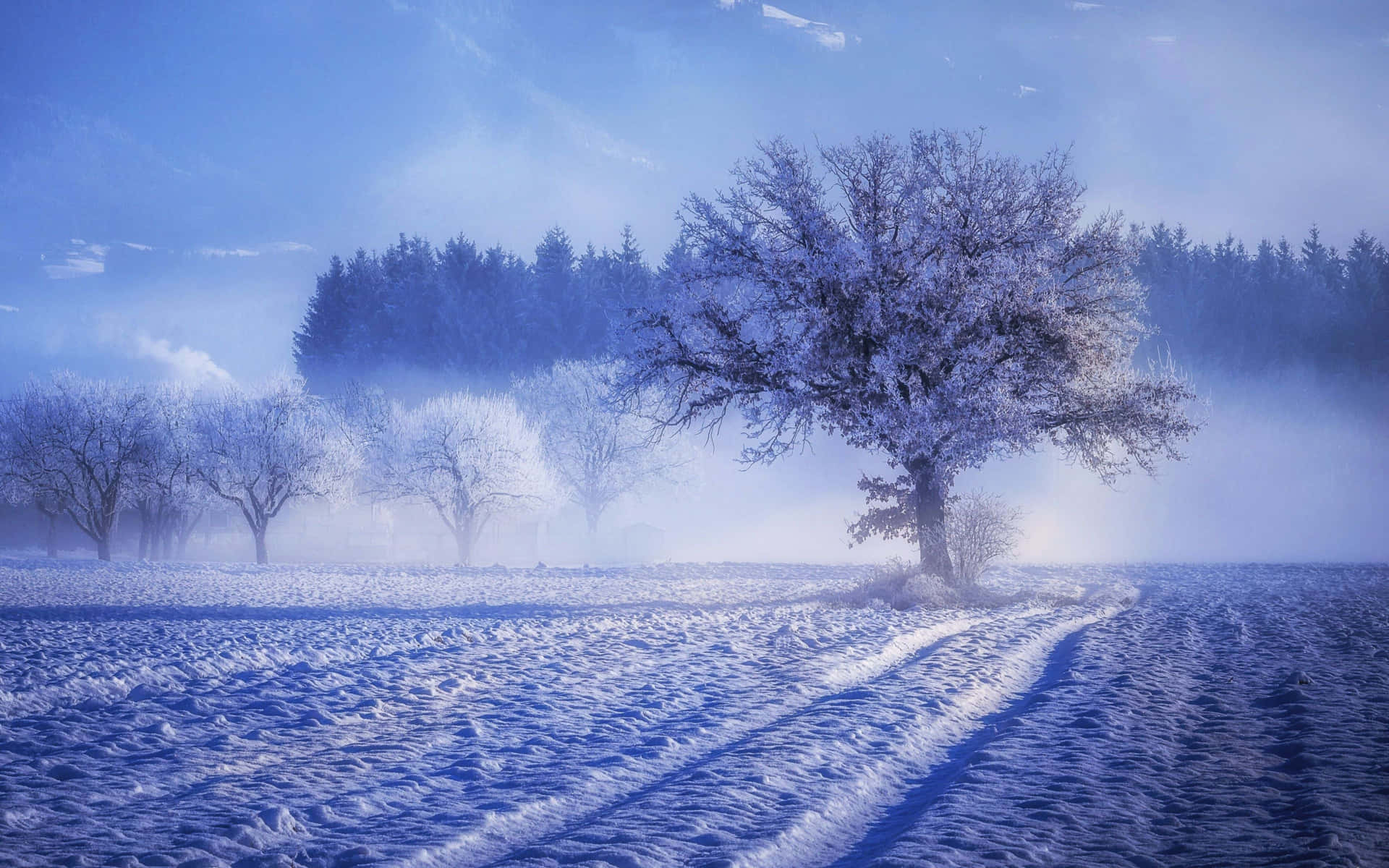 Winter Landscape of a Silent Forest Wallpaper