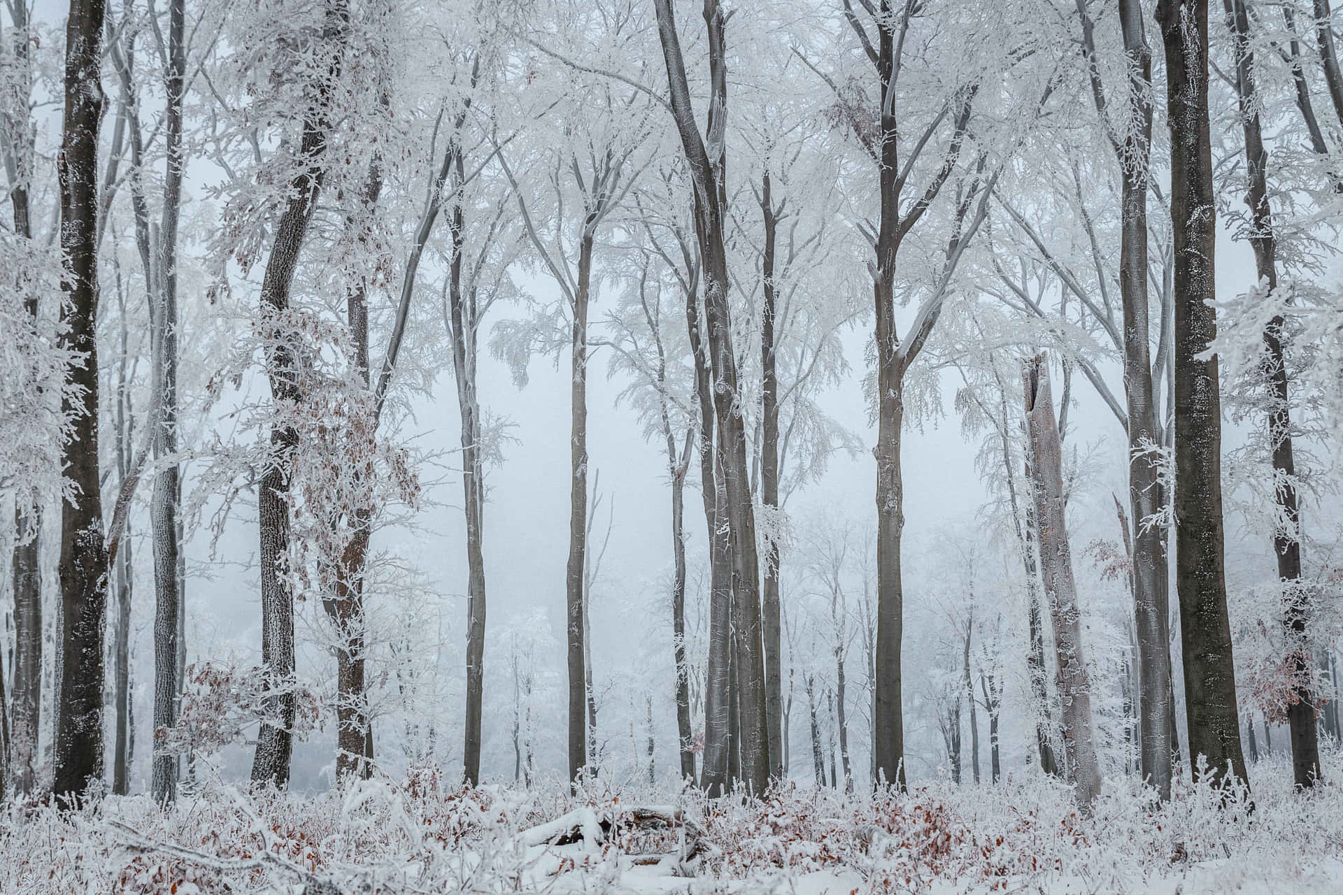 Sentila Magia Dell'inverno In Questa Bellissima Foresta