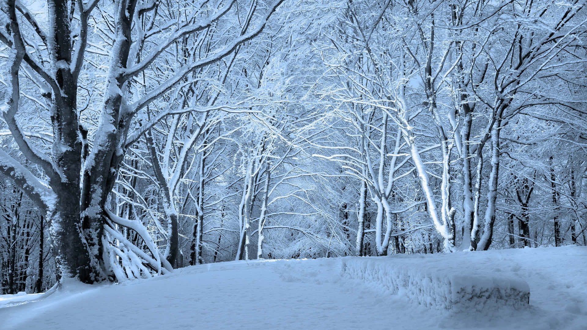 Nevecosmica Della Foresta Invernale