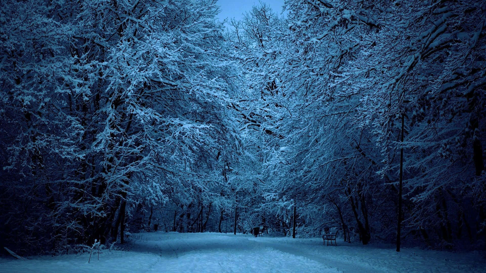 "The Magical Beauty of Winter Forests"