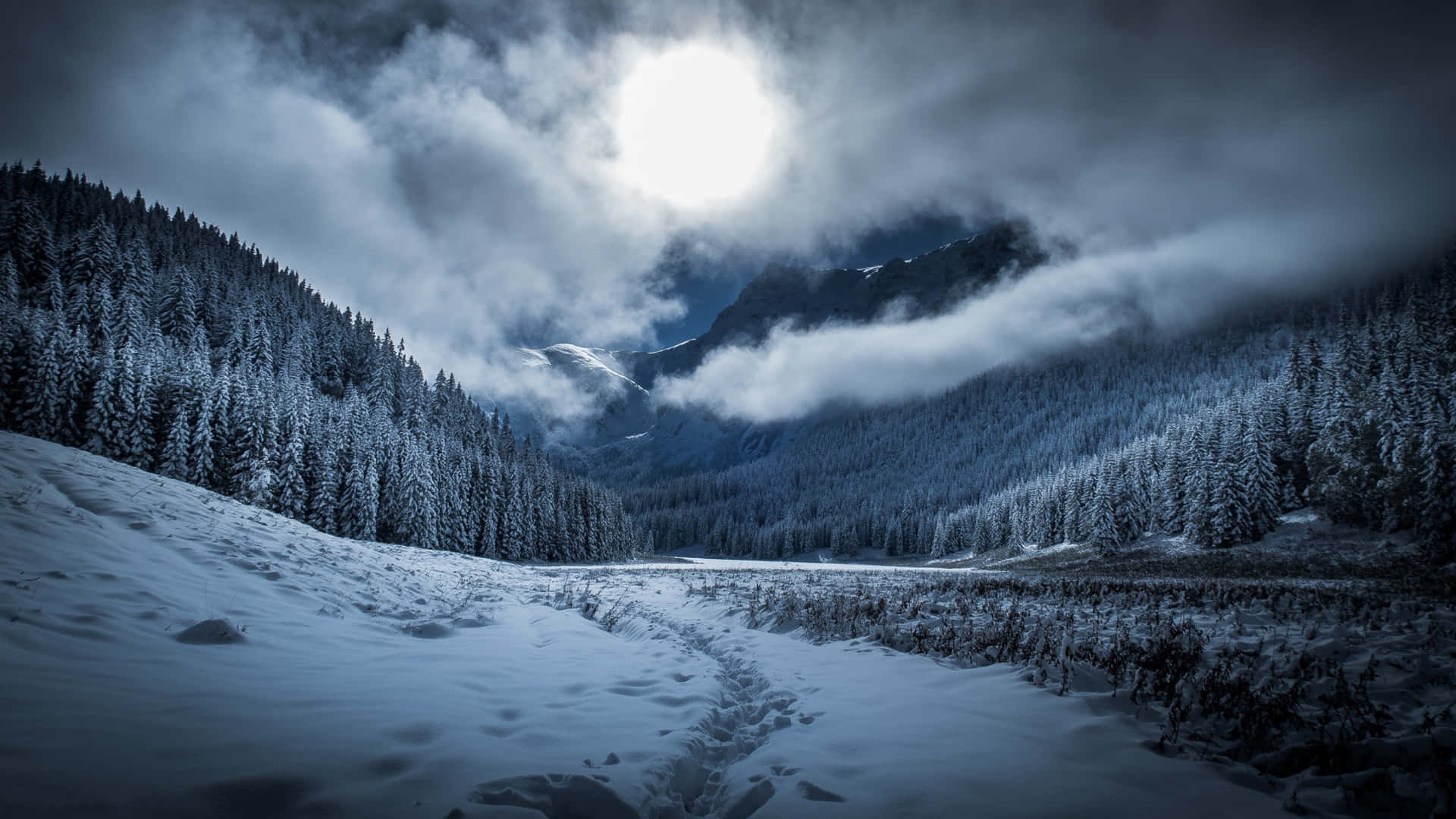 Faiuna Passeggiata Nella Foresta Invernale Illuminata Dalla Luna.