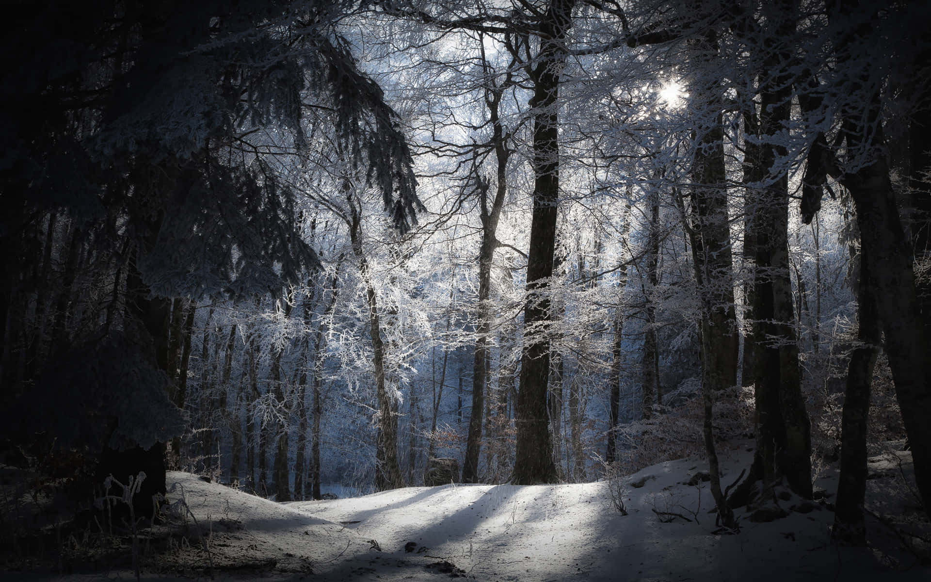 "Explore the Stillness of the Winter Forest"
