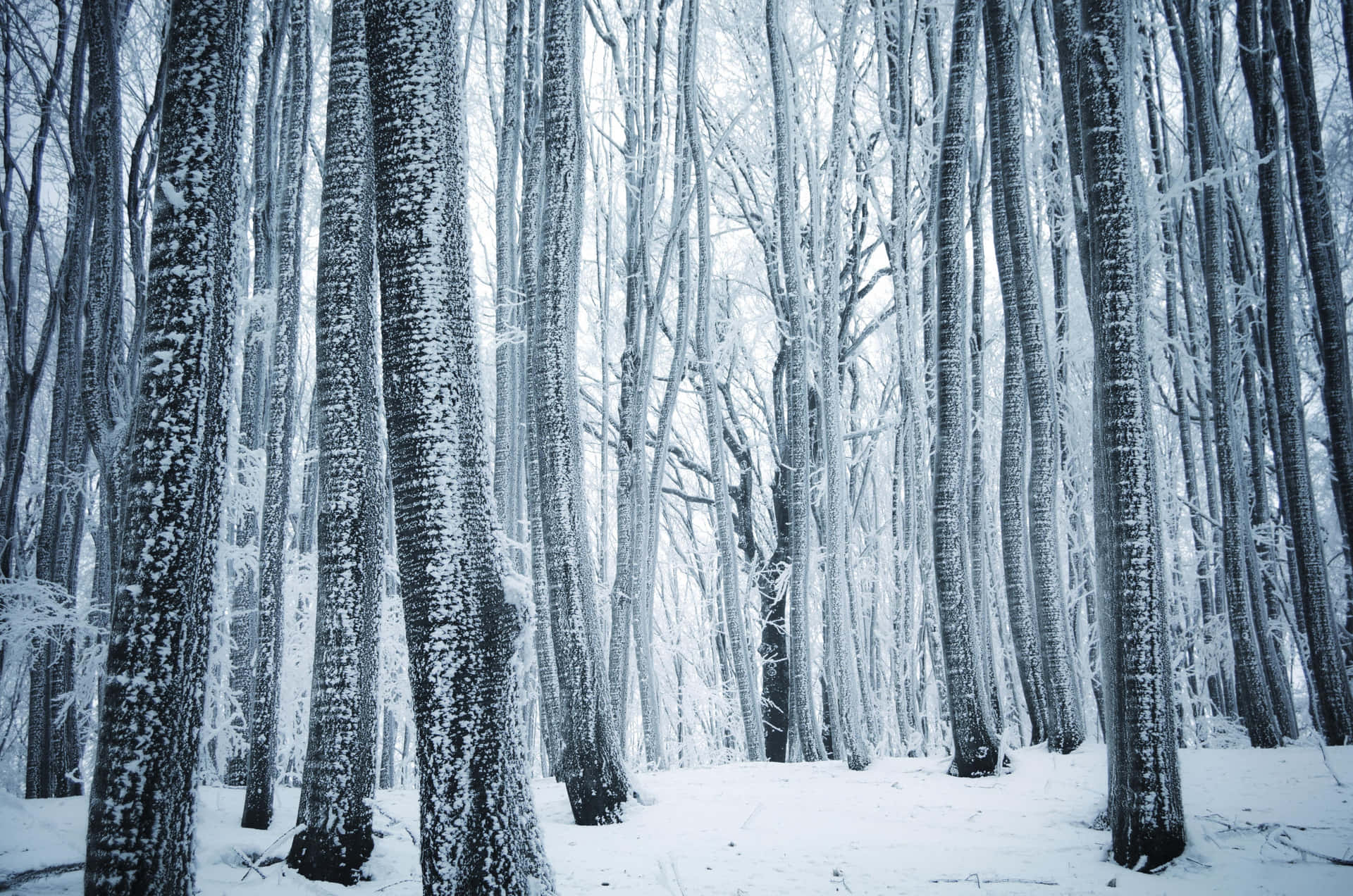 "Stay Naturally Connected in the Warmth of a Winter Forest"