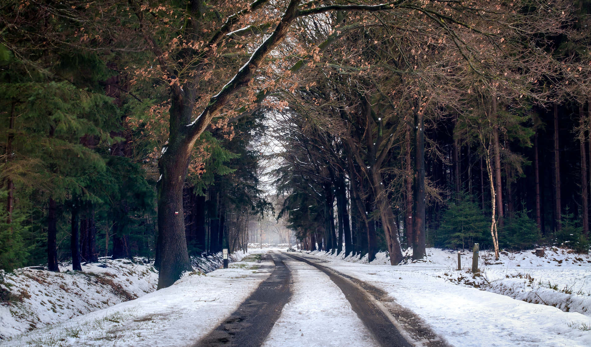 A Snowy Road In The Woods