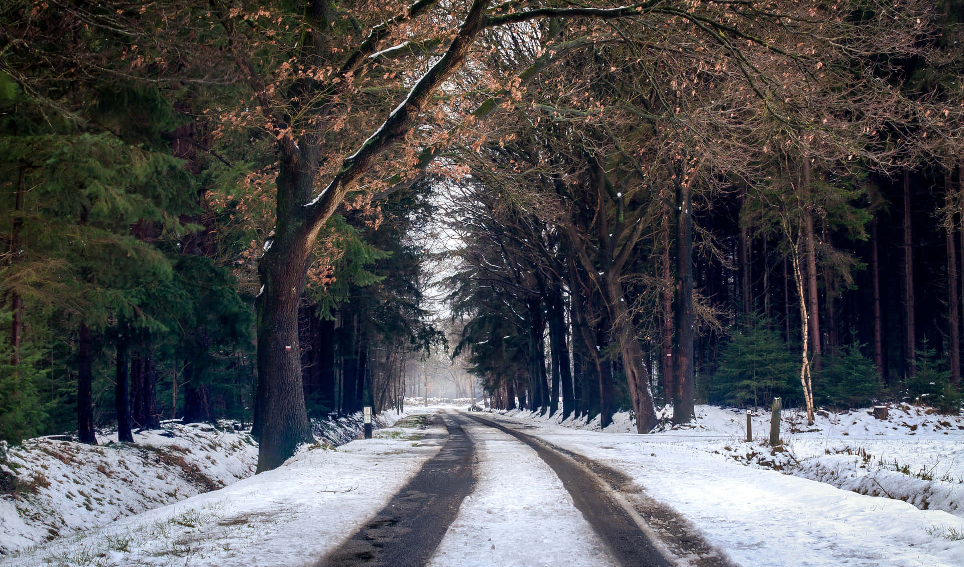 Ensnöig Väg I Skogen