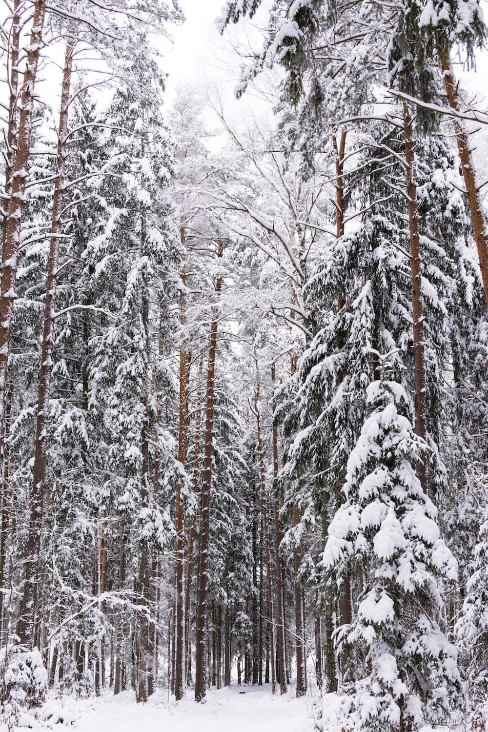 Enfridfull Vinter Skog I All Sin Vinterliga Härlighet.