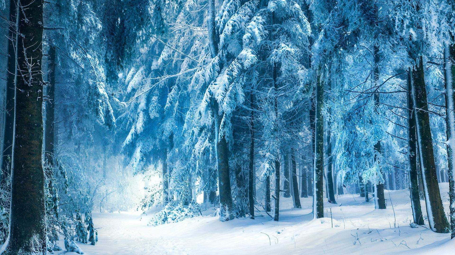 Esplorala Bellezza Di Una Foresta Innevata Quest'inverno.