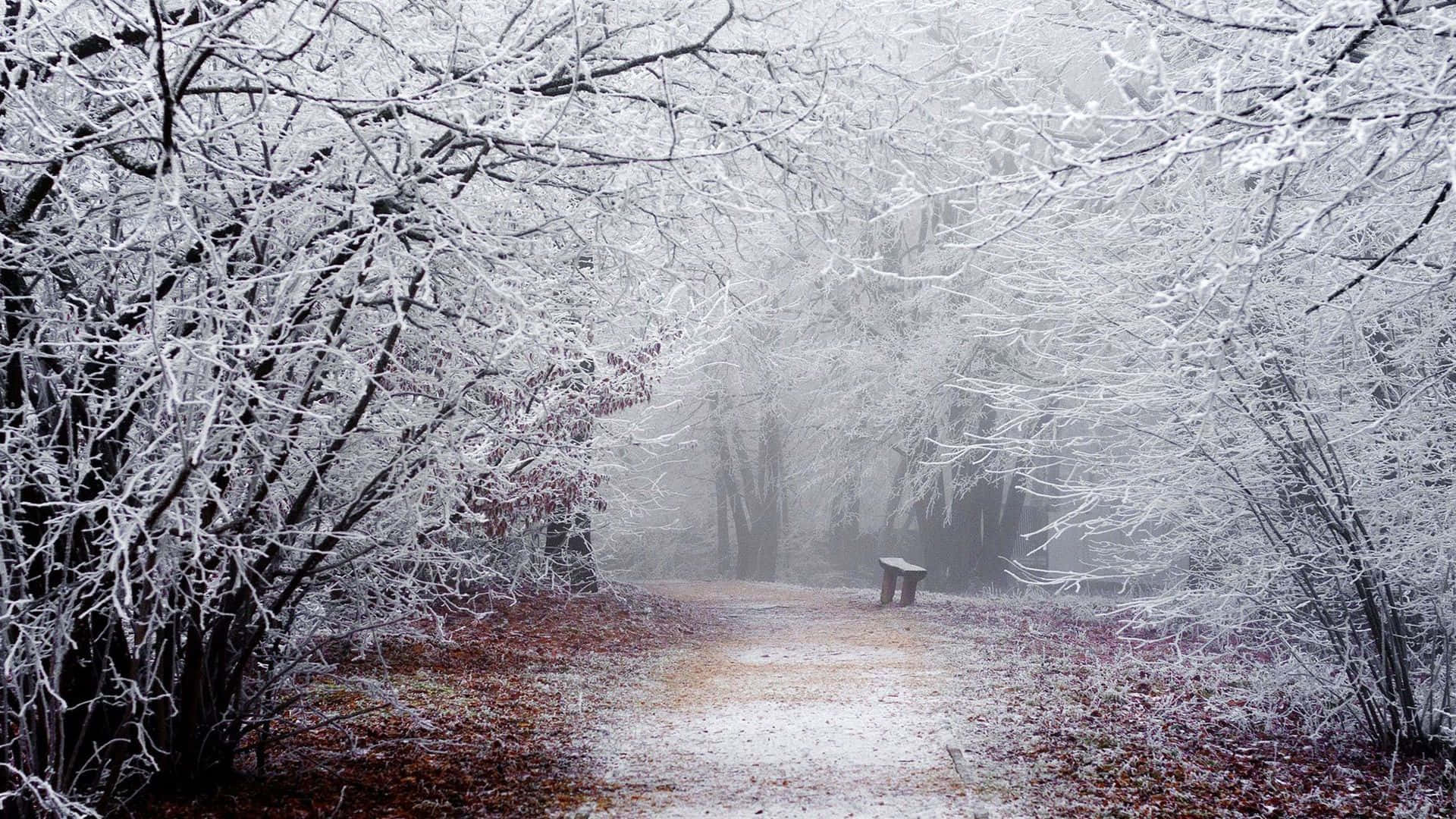Explore the Serene Beauty of Winter Forest