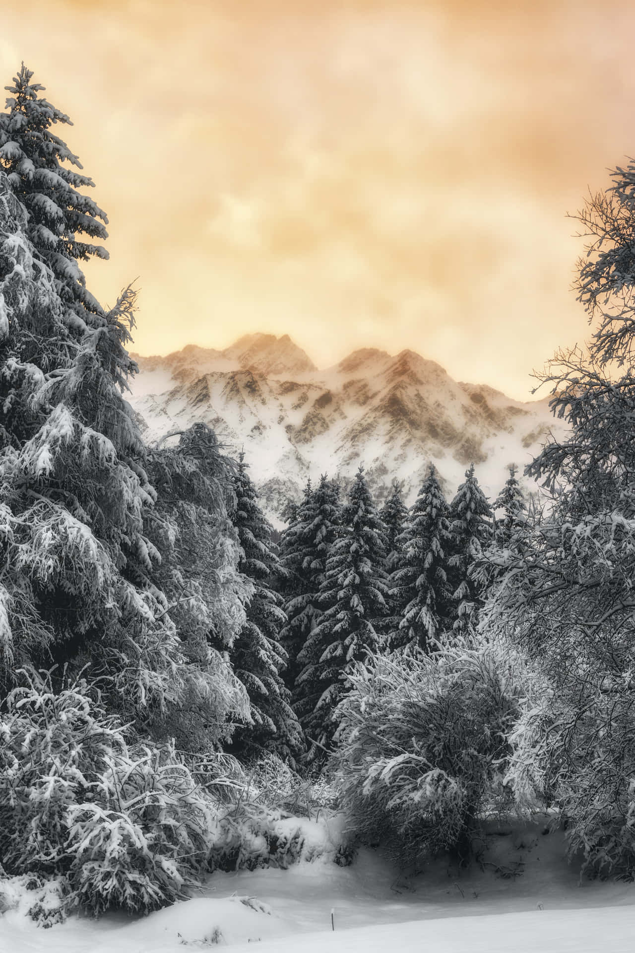 Unmagnífico Bosque De Invierno, Cubierto Por Una Suave Capa De Nieve.