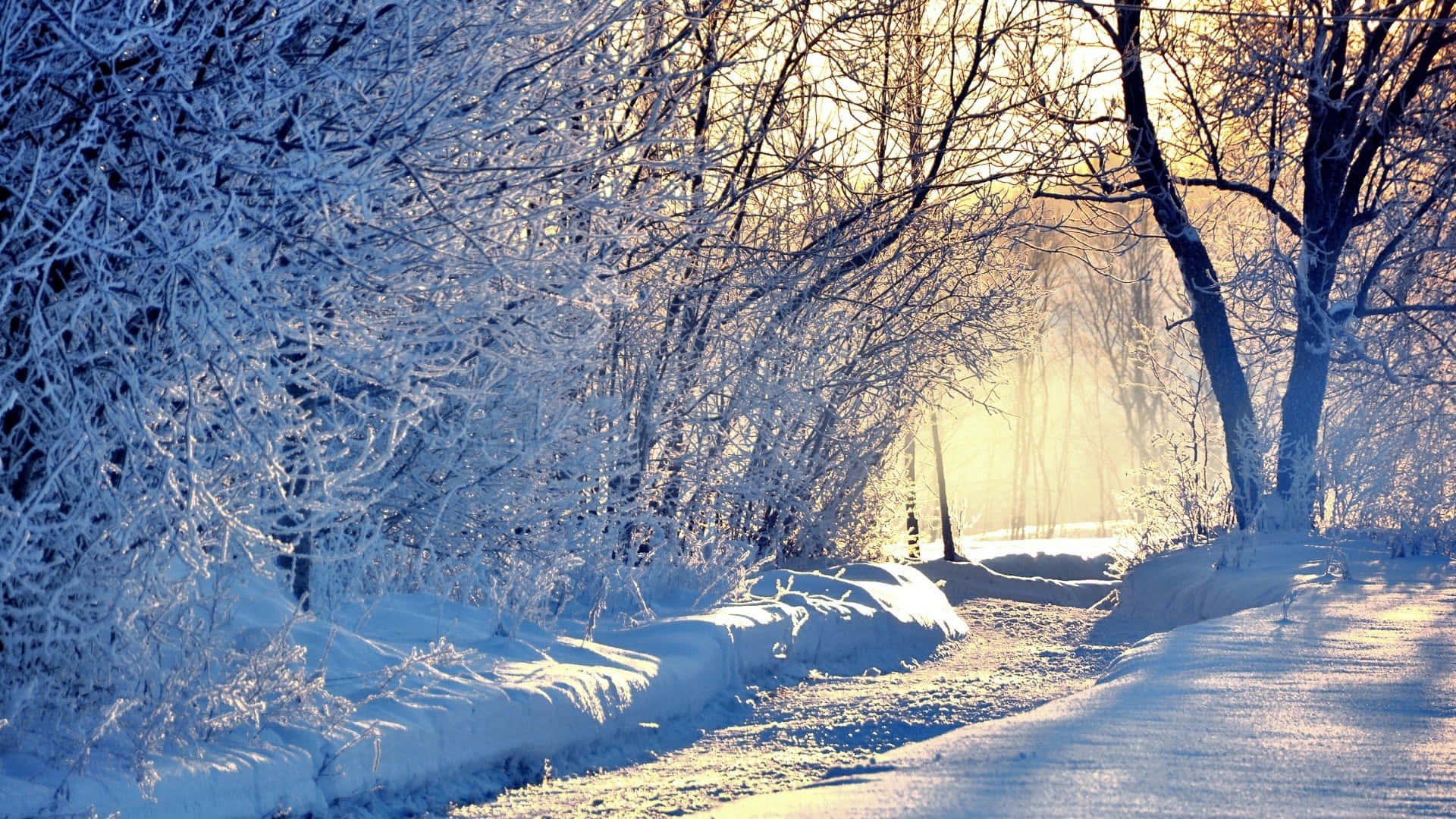 Enjoy the beauty of a winter forest