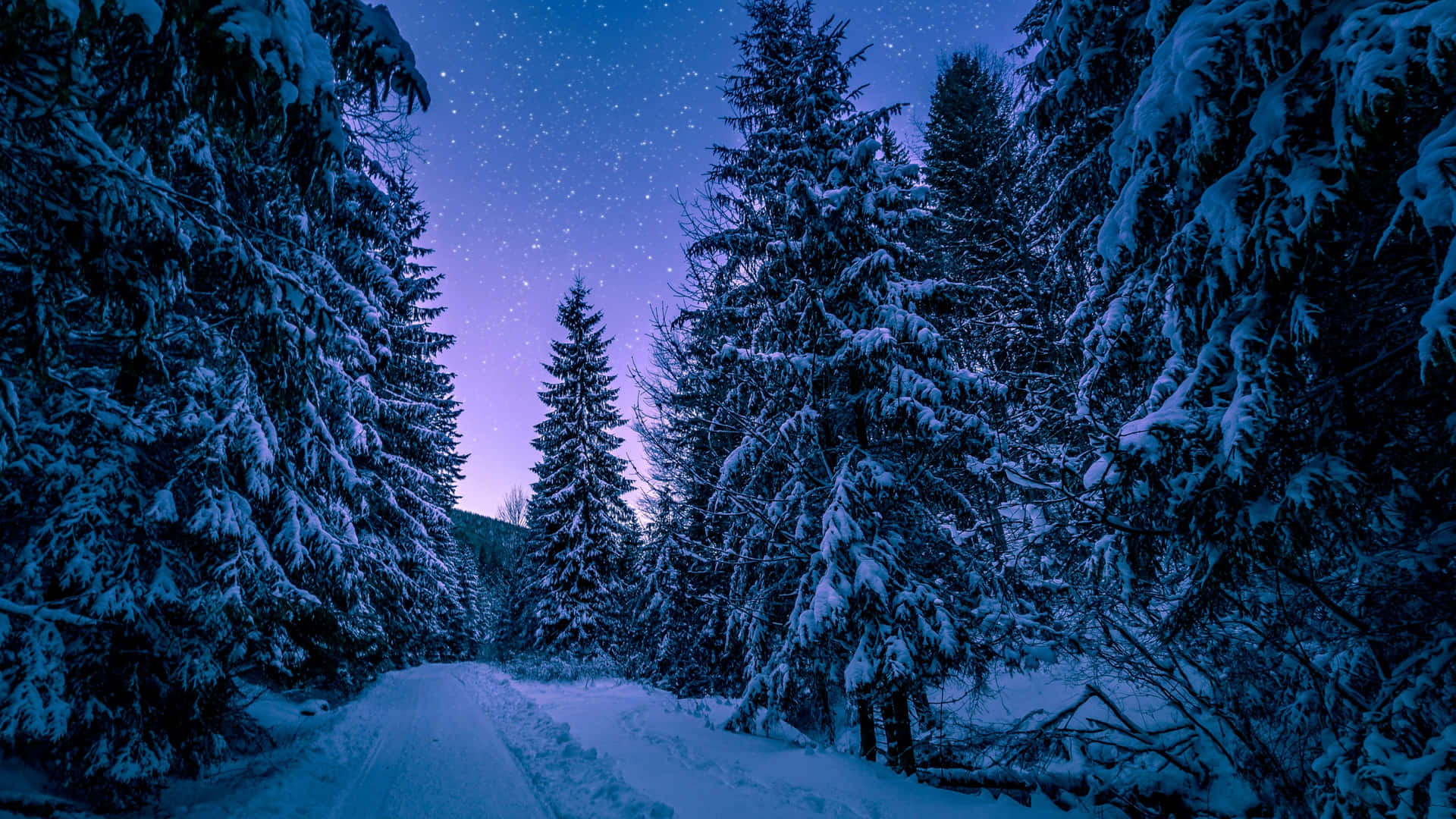 A magical winter forest amidst a snow-covered landscape