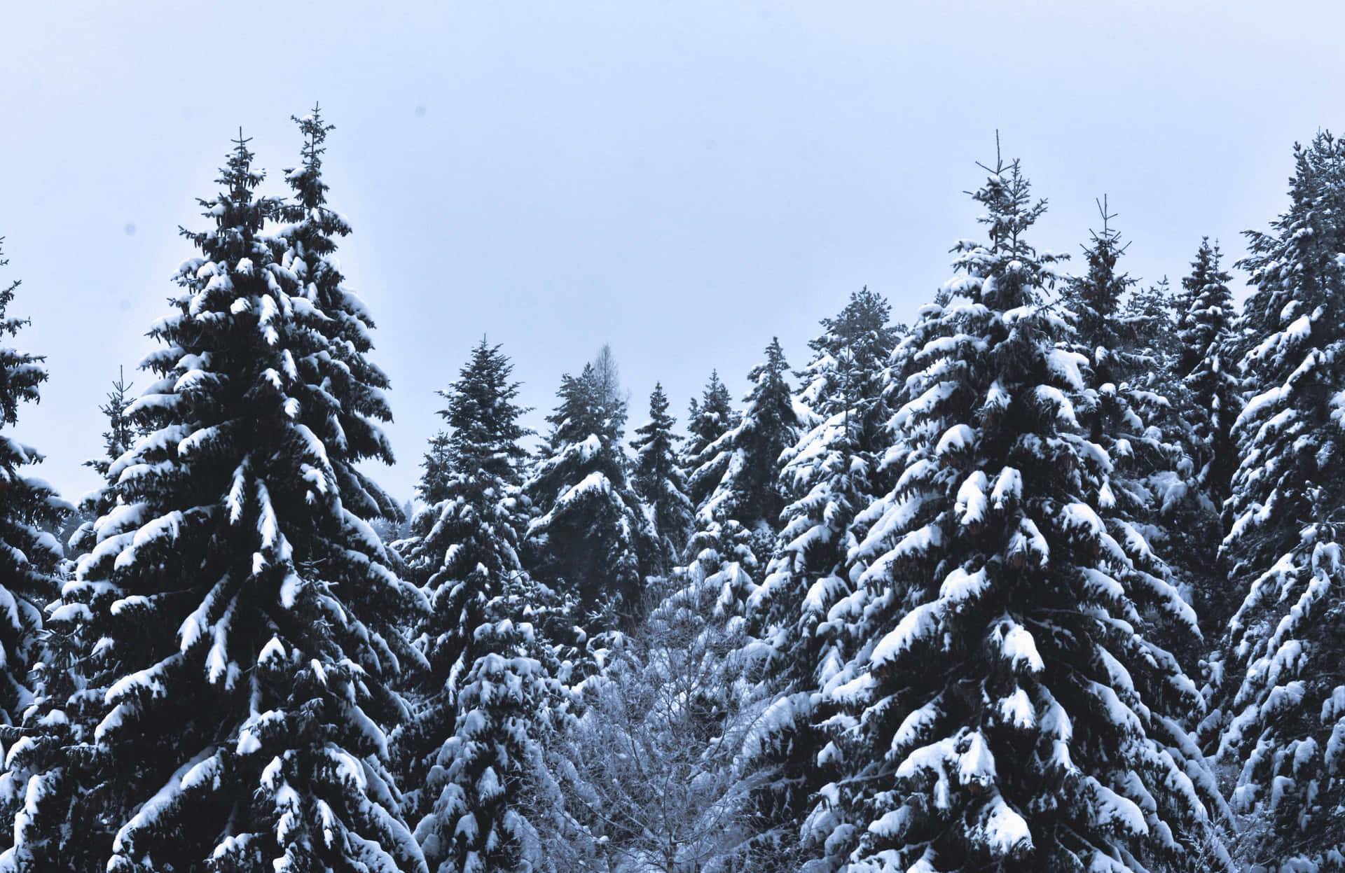 Untranquillo Inverno In Una Foresta Ricoperta Di Neve