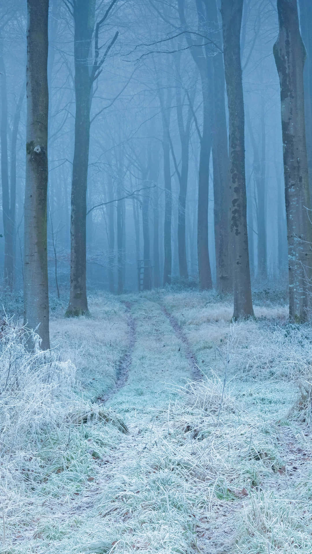"Take a break, and explore the beauty of a Winter Forest"