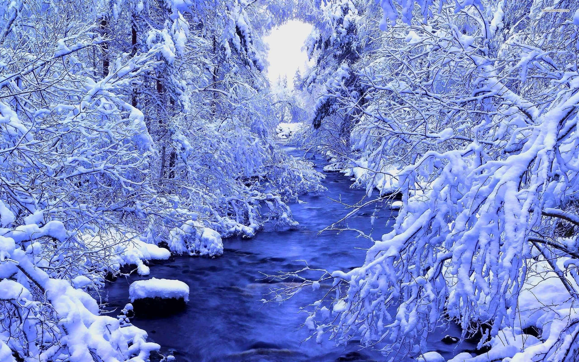 A calm, winter forest surrounded by blanketing snow