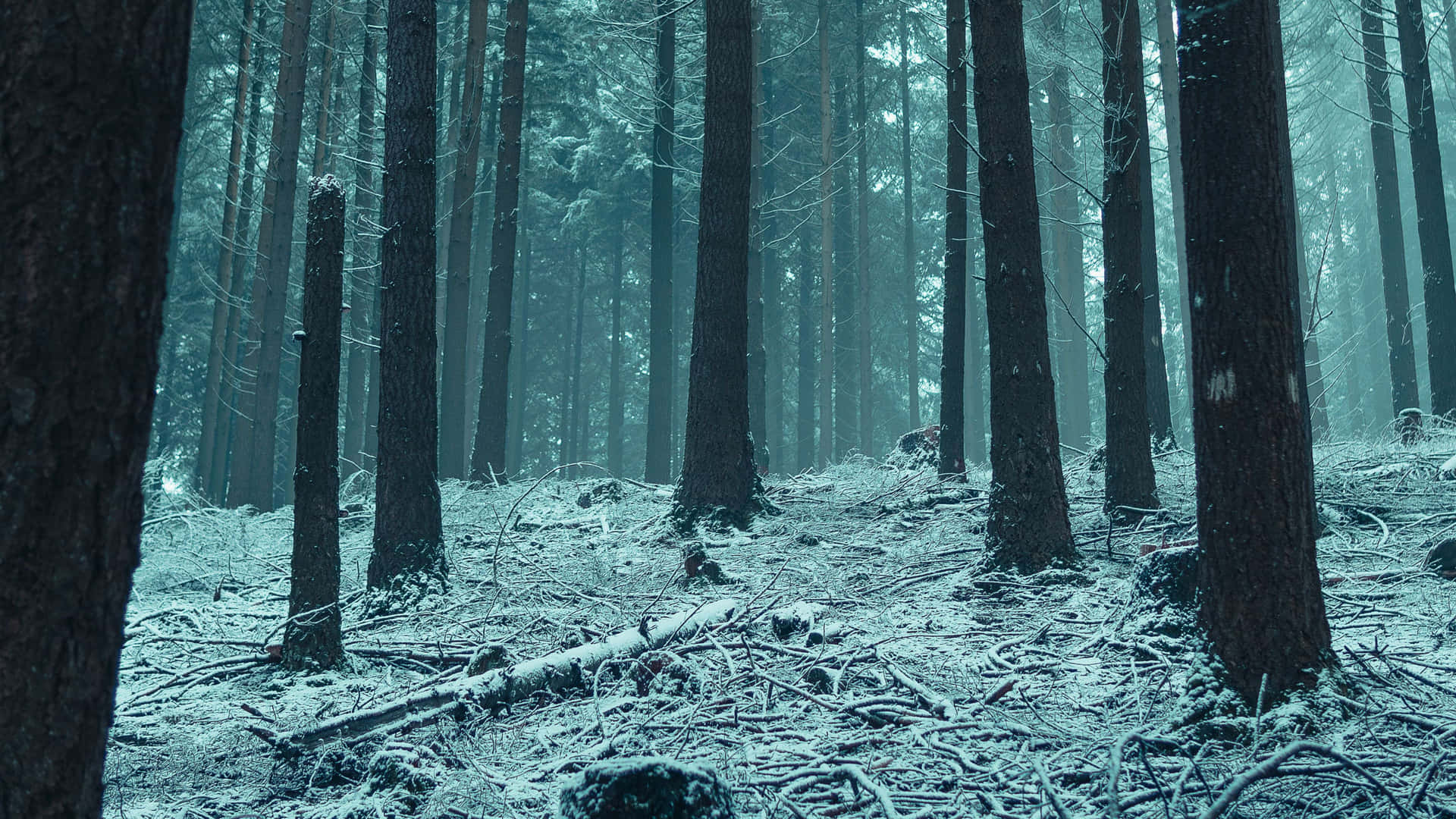 Laforesta Invernale Offre Un'opportunità Unica Per Godere Della Bellezza Panoramica Della Natura Nel Suo Stato Più Incontaminato.