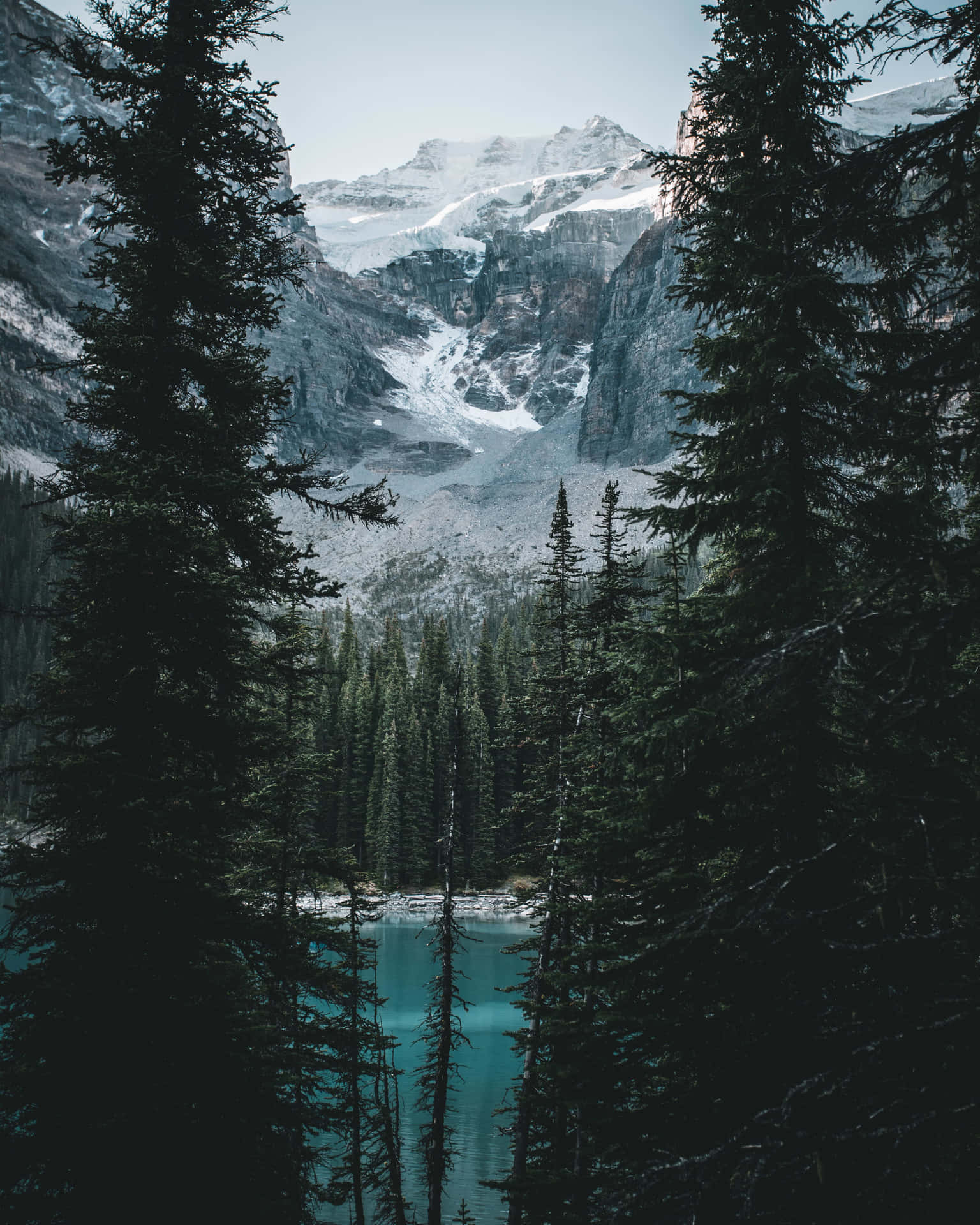 Breathtaking view of a Winter Forest