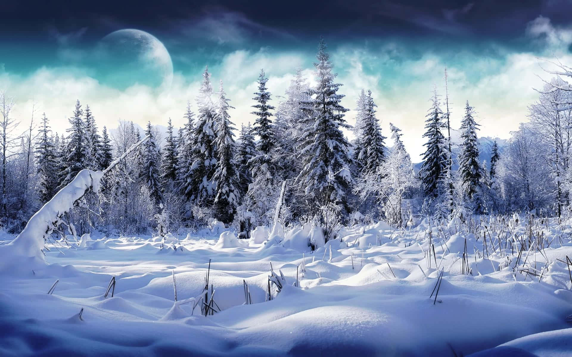 Enjoy the beauty of a winter forest