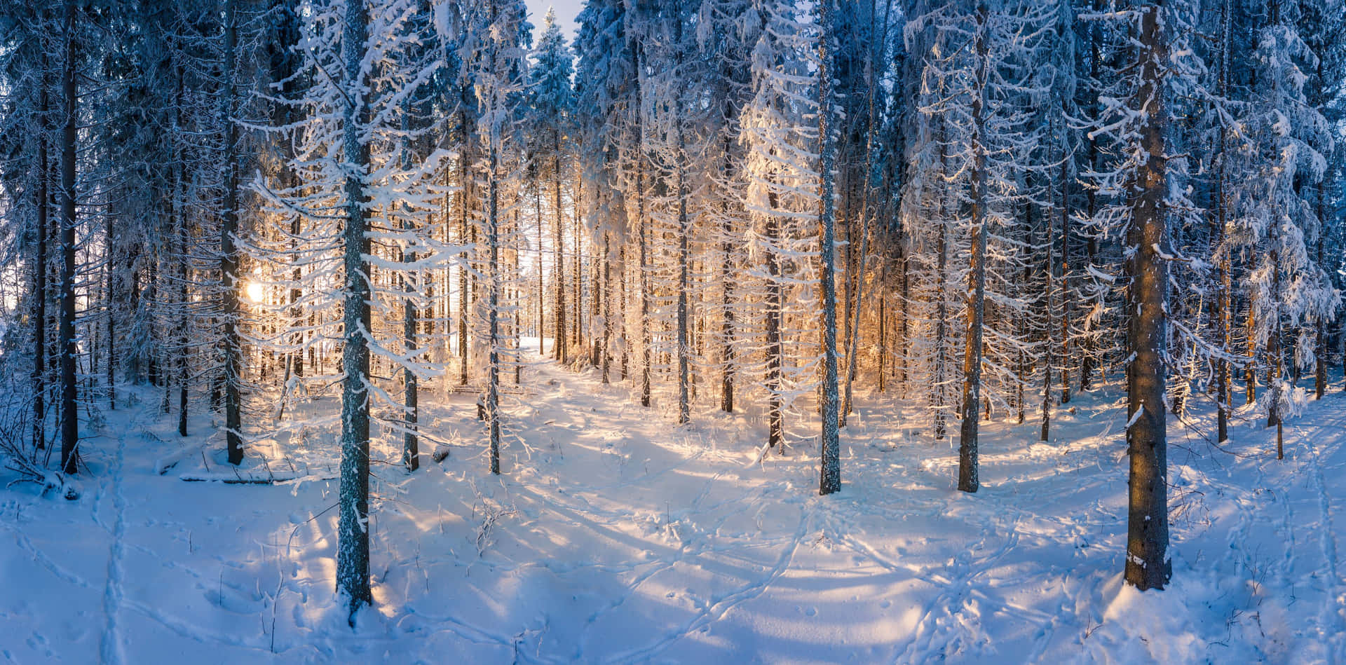 Utforskaden Fridfulla Vinter Skogen.