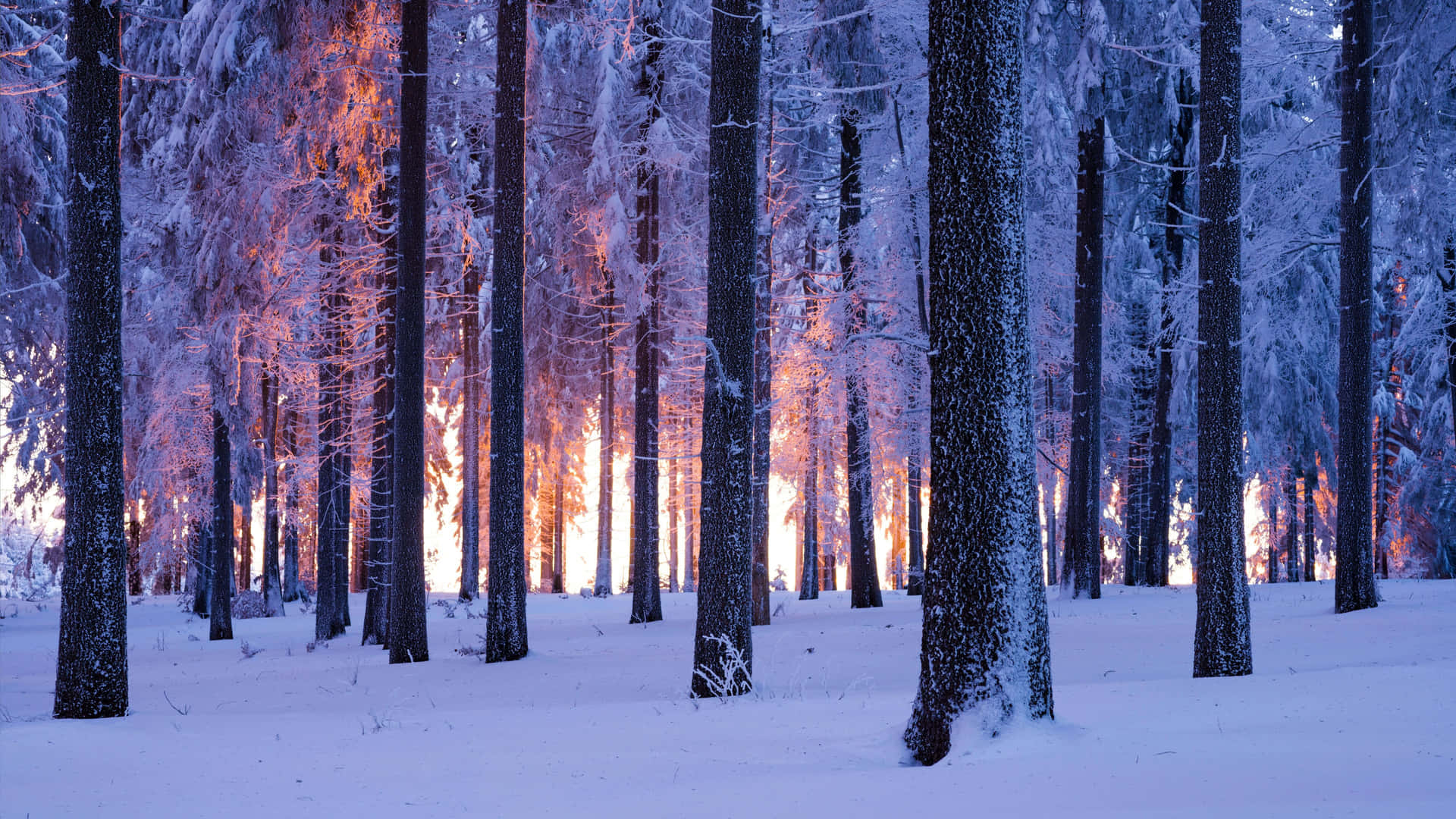 Winter shop forest background