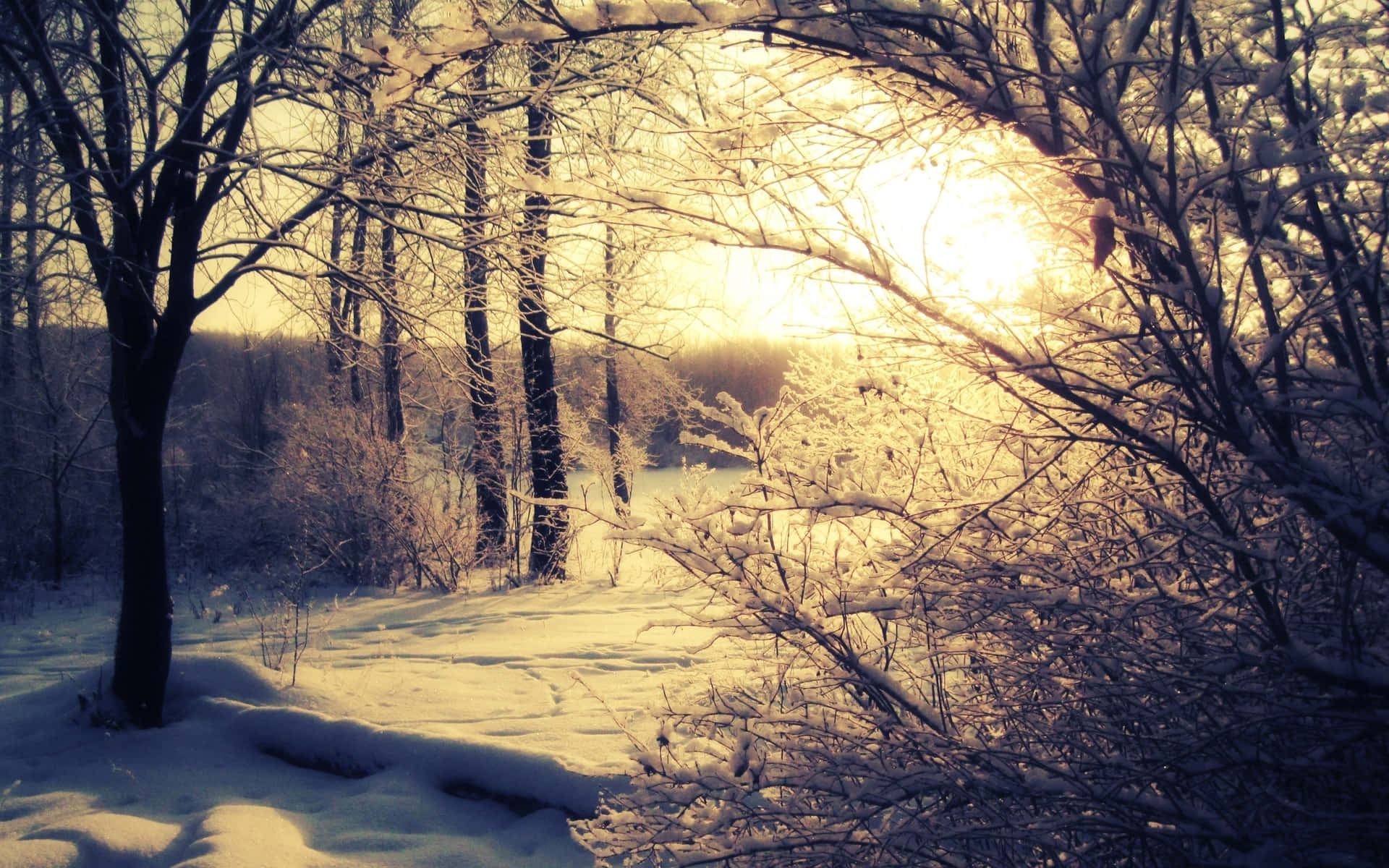 A serene winter forest scene