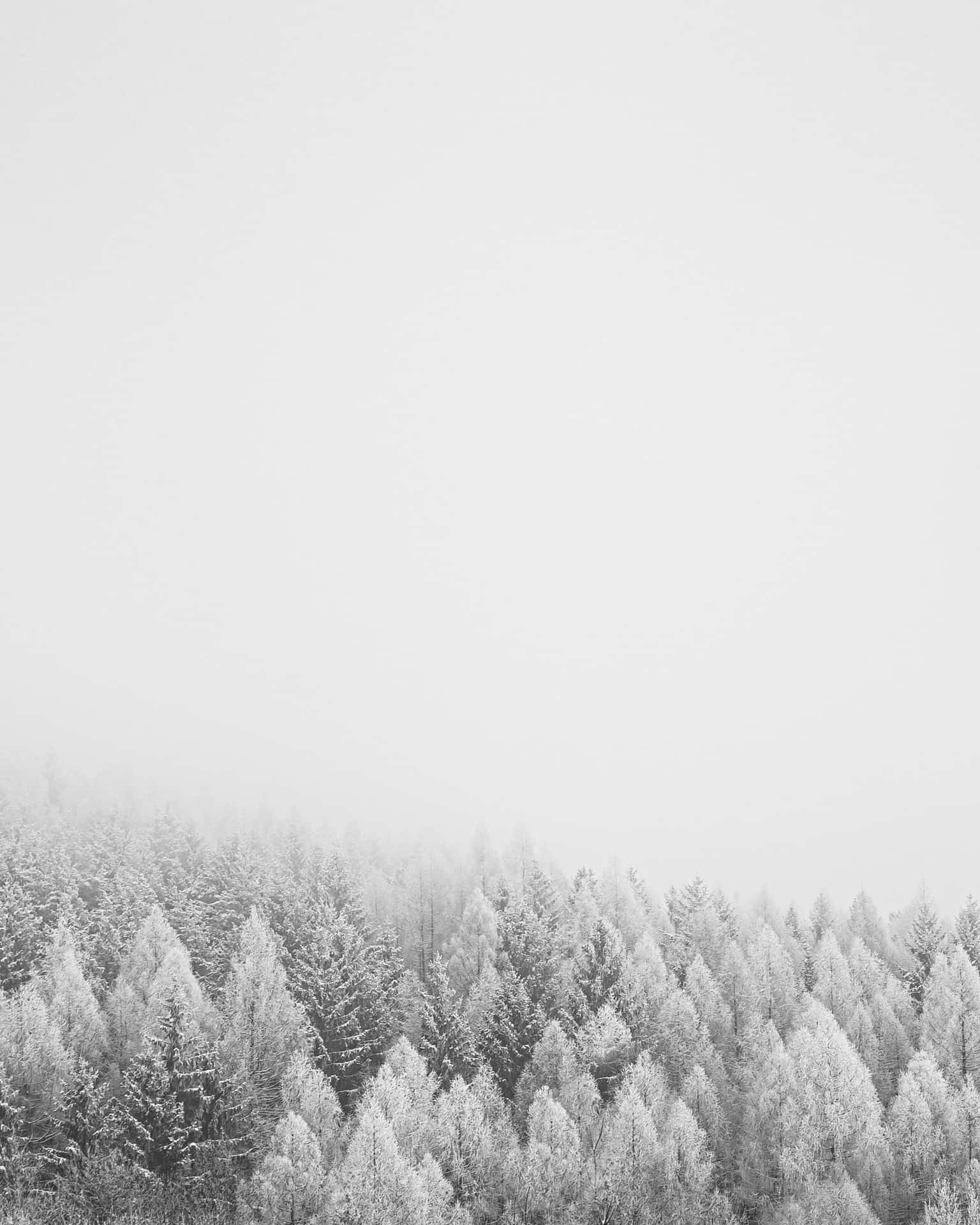 A Black And White Photo Of A Forest Covered In Snow
