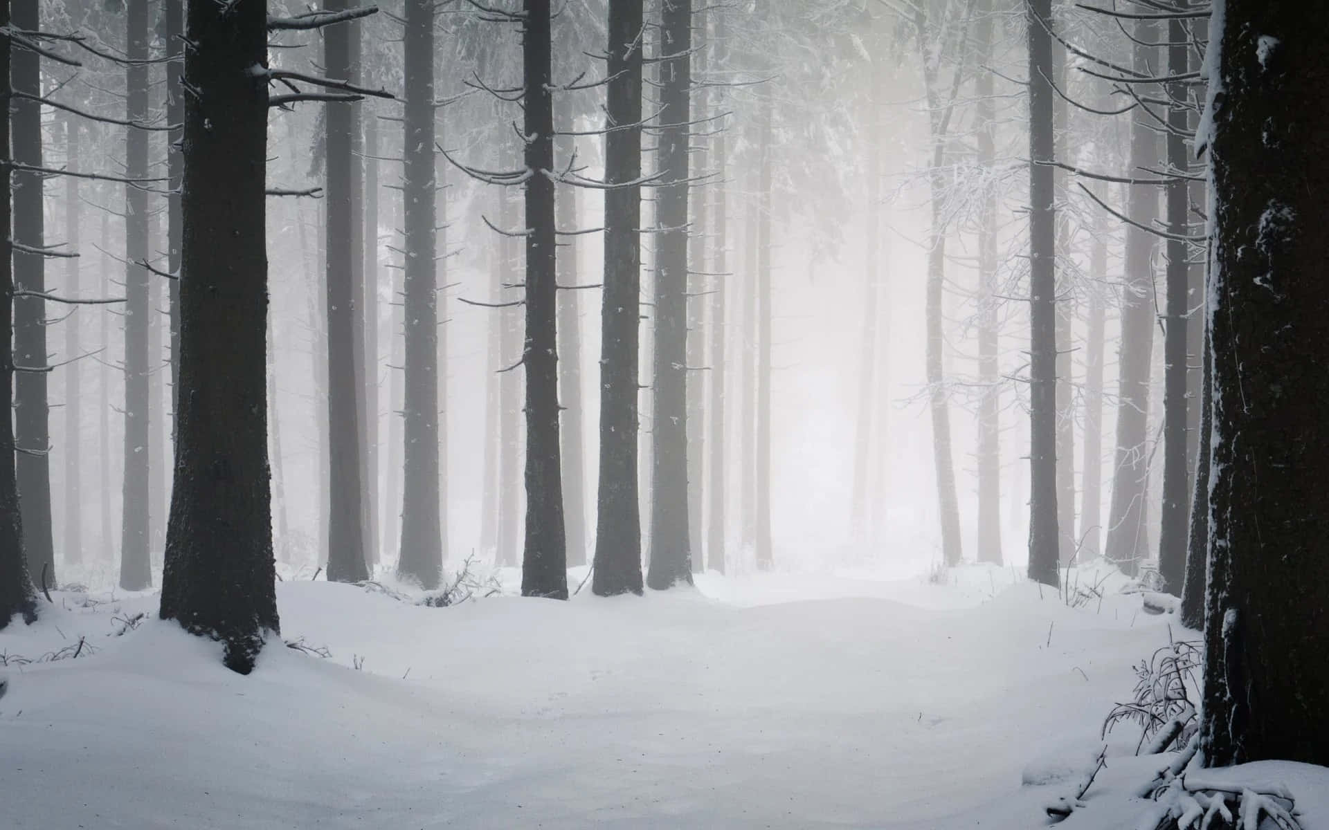 Feel the Magic of Winter in this Serene Forest