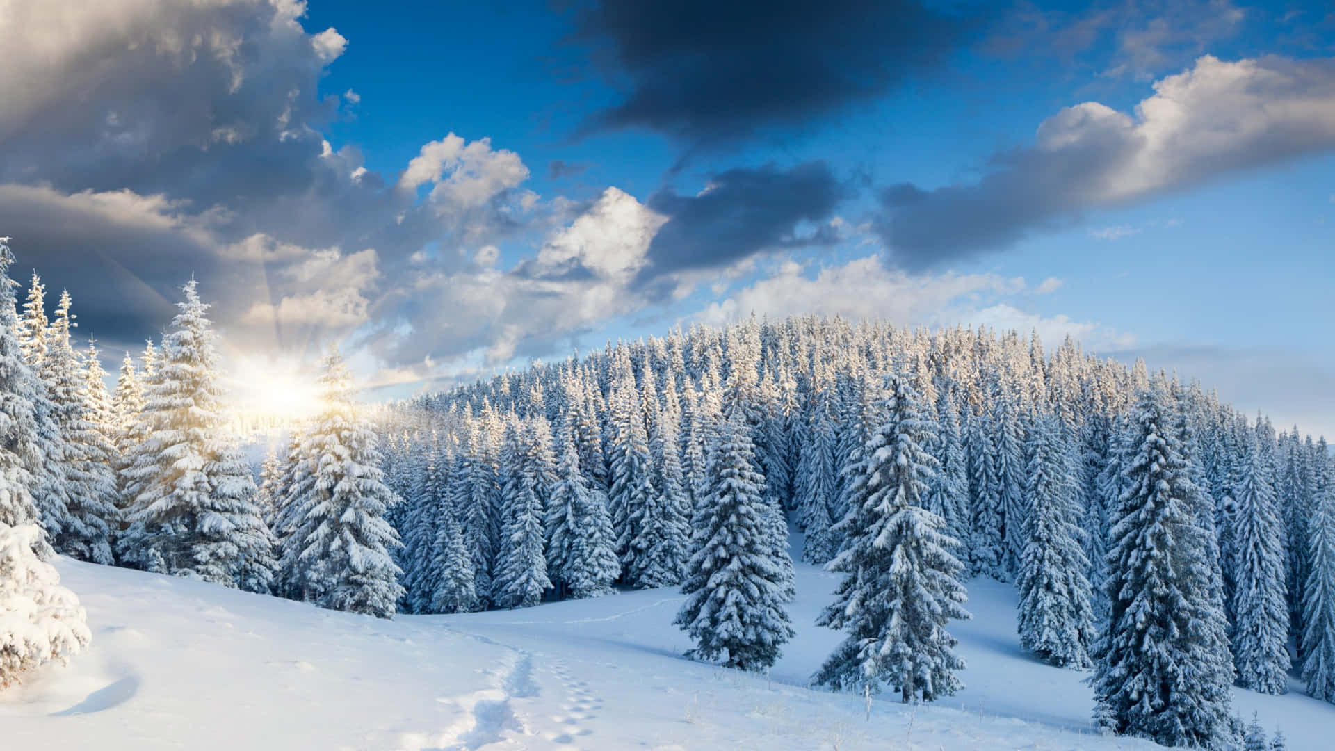 A peaceful winter forest scene