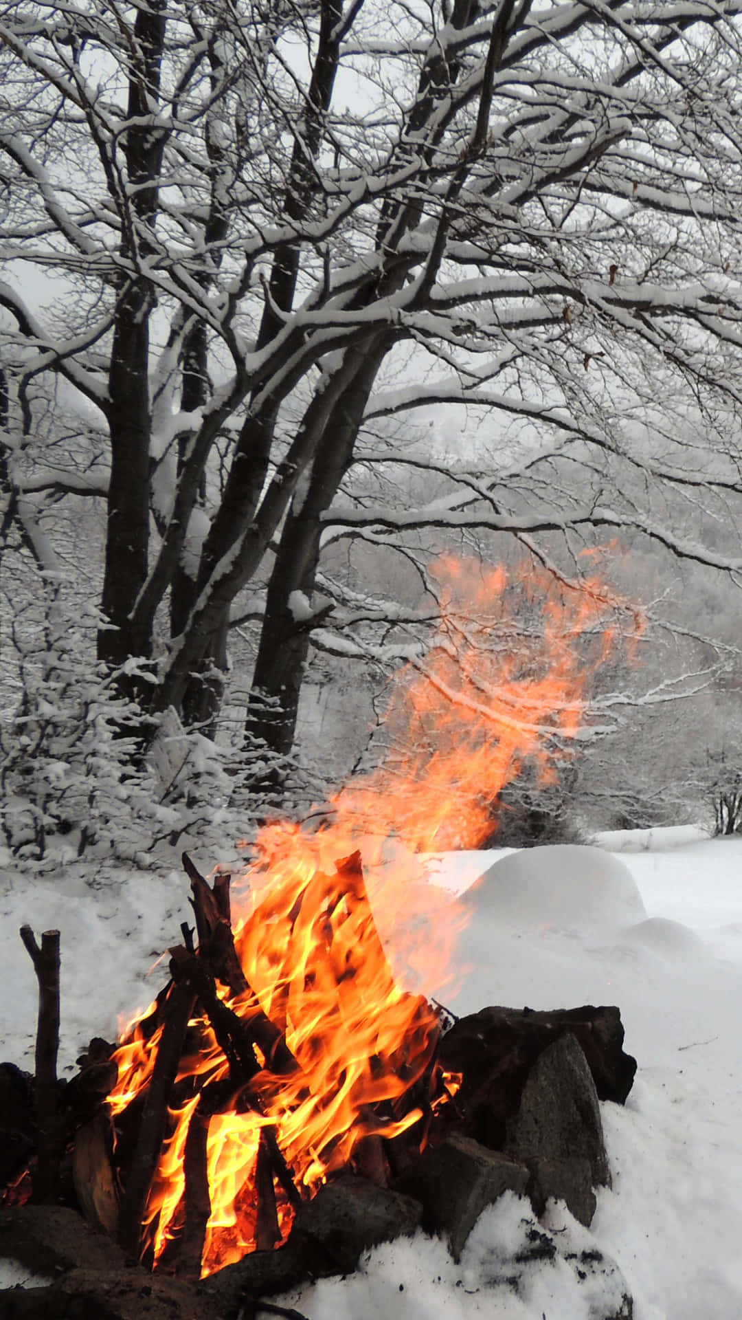 Winter_ Forest_ Campfire.jpg Wallpaper