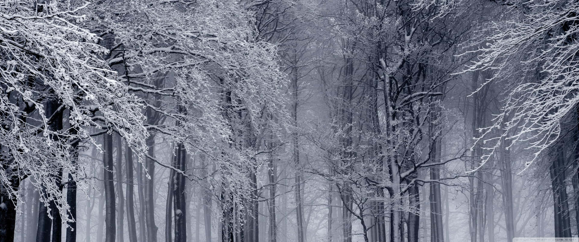 Winter_ Forest_ Frost_ Super_ Ultra_ Wide.jpg Wallpaper