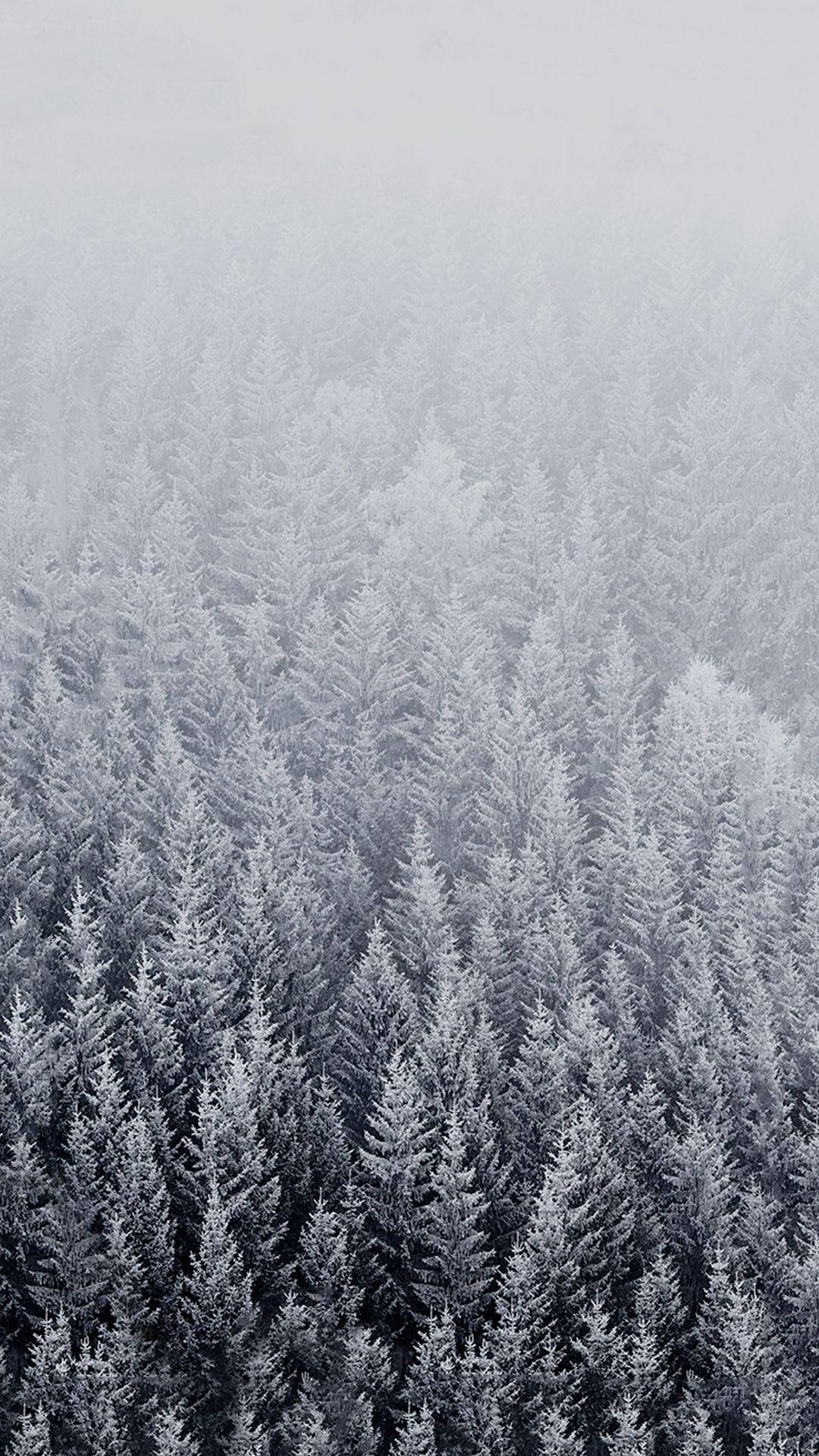 Winter_ Forest_ Mist_ Serenity.jpg Wallpaper