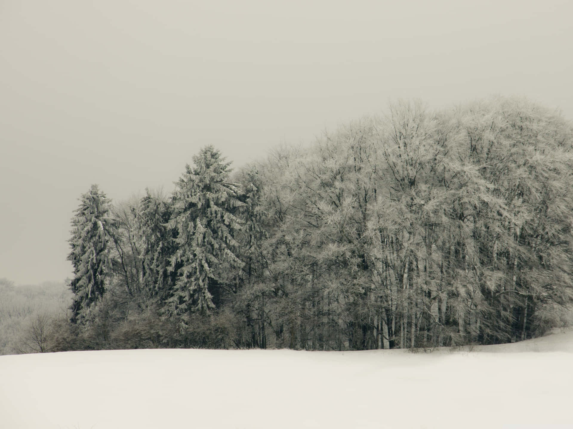 Winter_ Forest_ Snow_ Cover.jpg Wallpaper