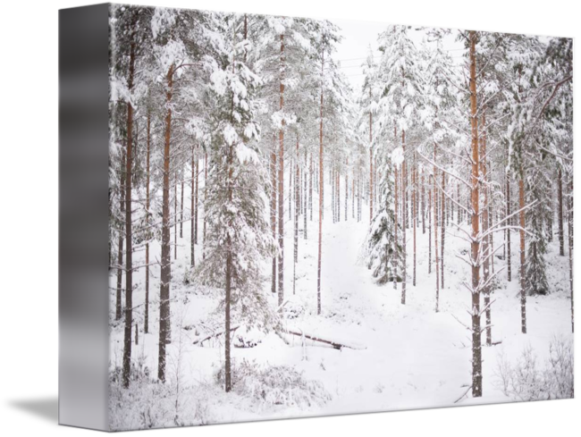 Download Winter Forest Snow Covered Trees | Wallpapers.com