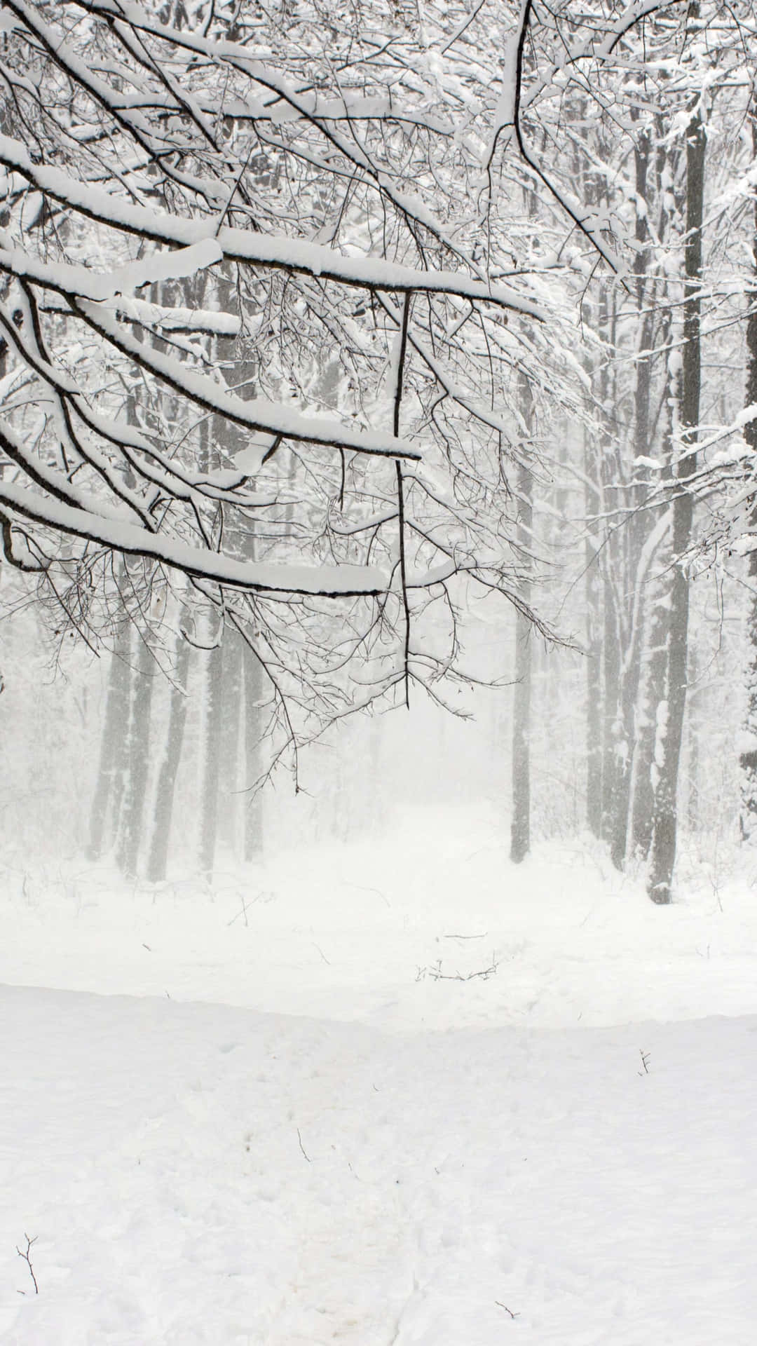 Winter Forest Snowfall Scene.jpg Wallpaper