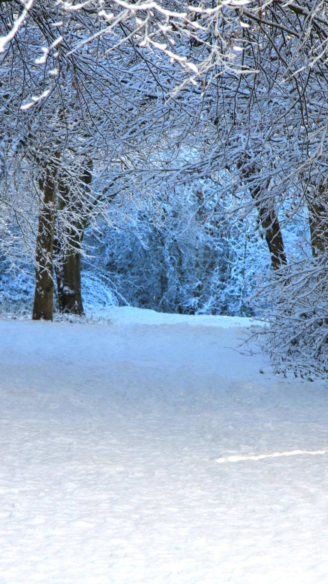 Winter Forest Snowy Path.jpg Wallpaper