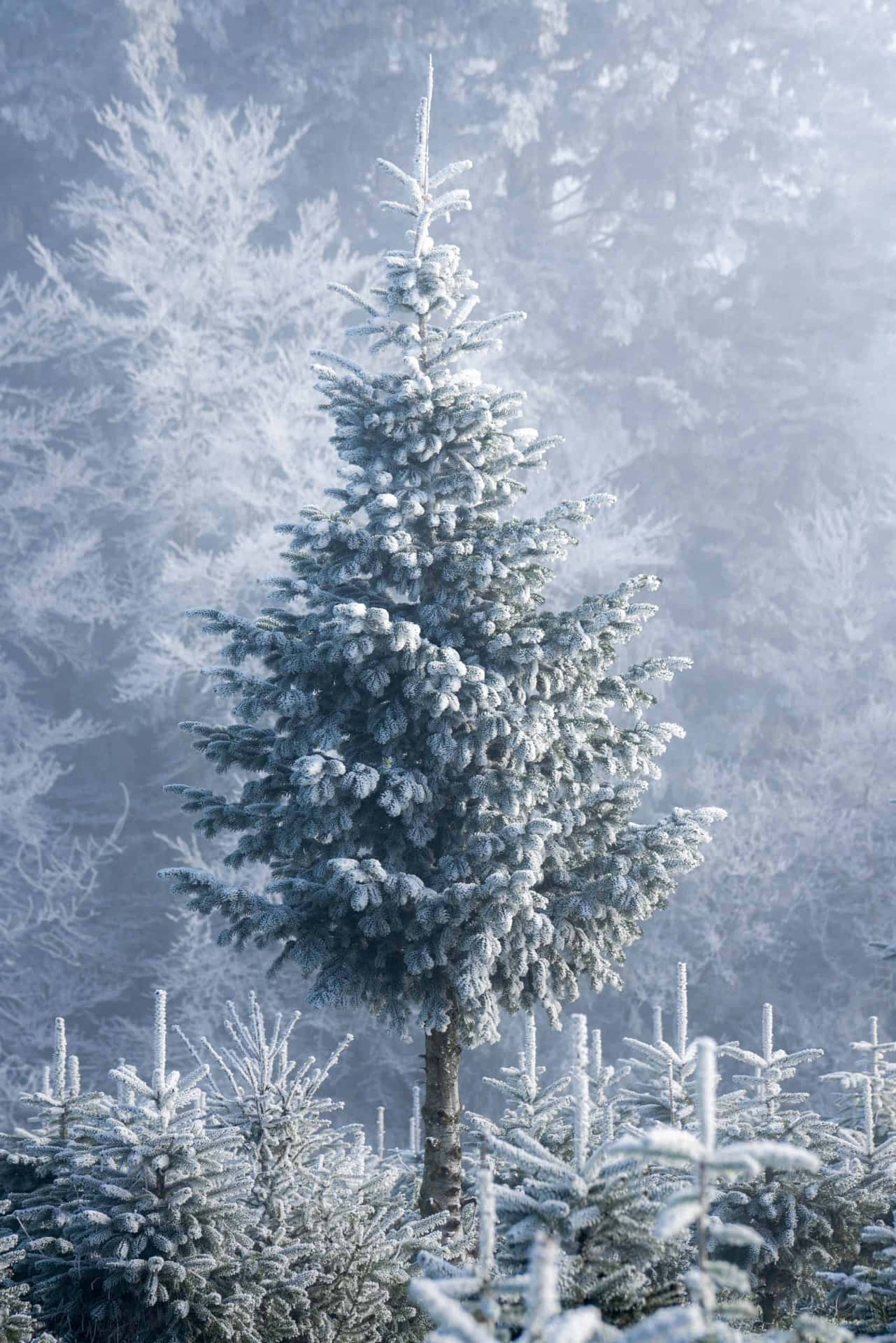 Winter Frosted Christmas Tree Wallpaper