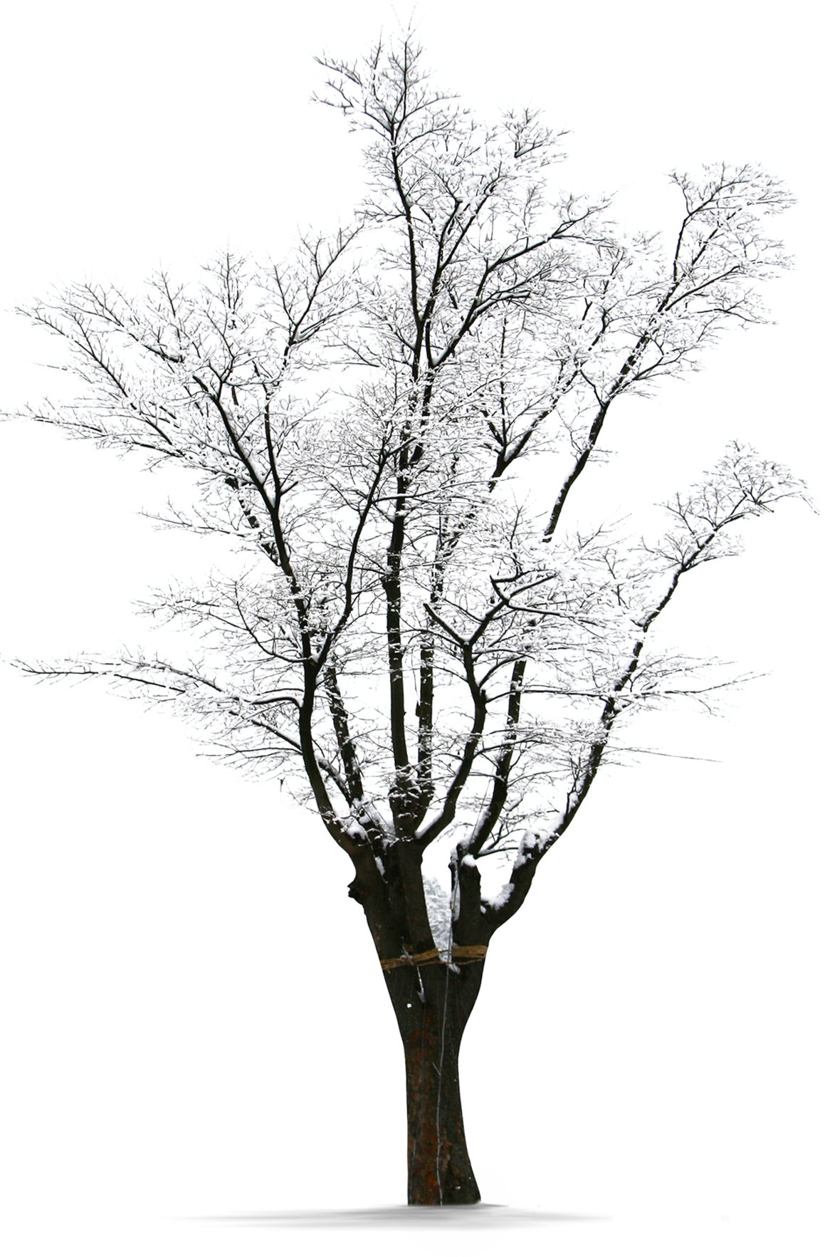 Winter Frosted Tree Silhouette PNG