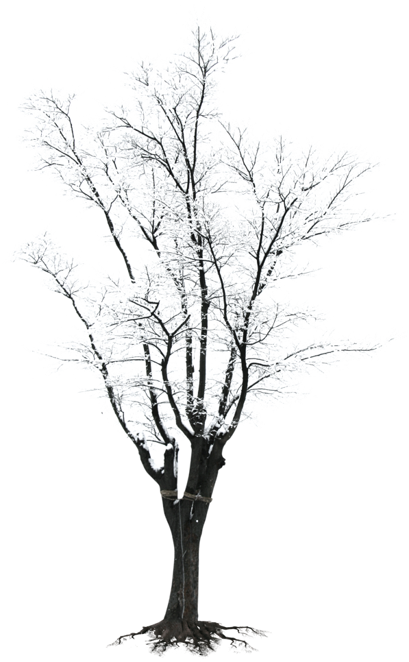 Winter Frosted Tree Silhouette.png PNG